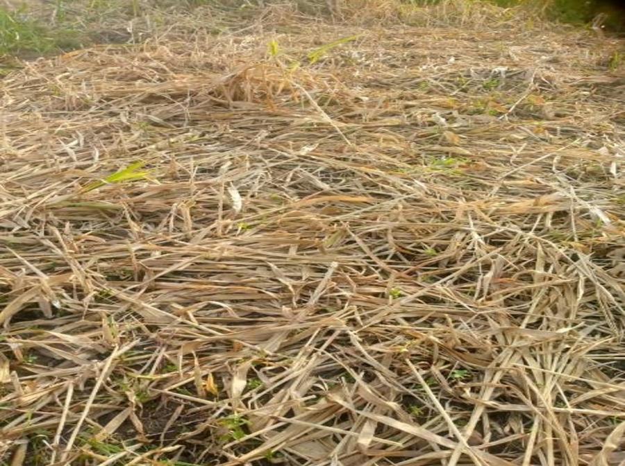 A field of withered sorghum stretches across Kotido District. Sorghum, traditionally the region's most drought-resilient staple, failed entirely this season, one of the clearest signs of how deep this year's climate shock has cut.