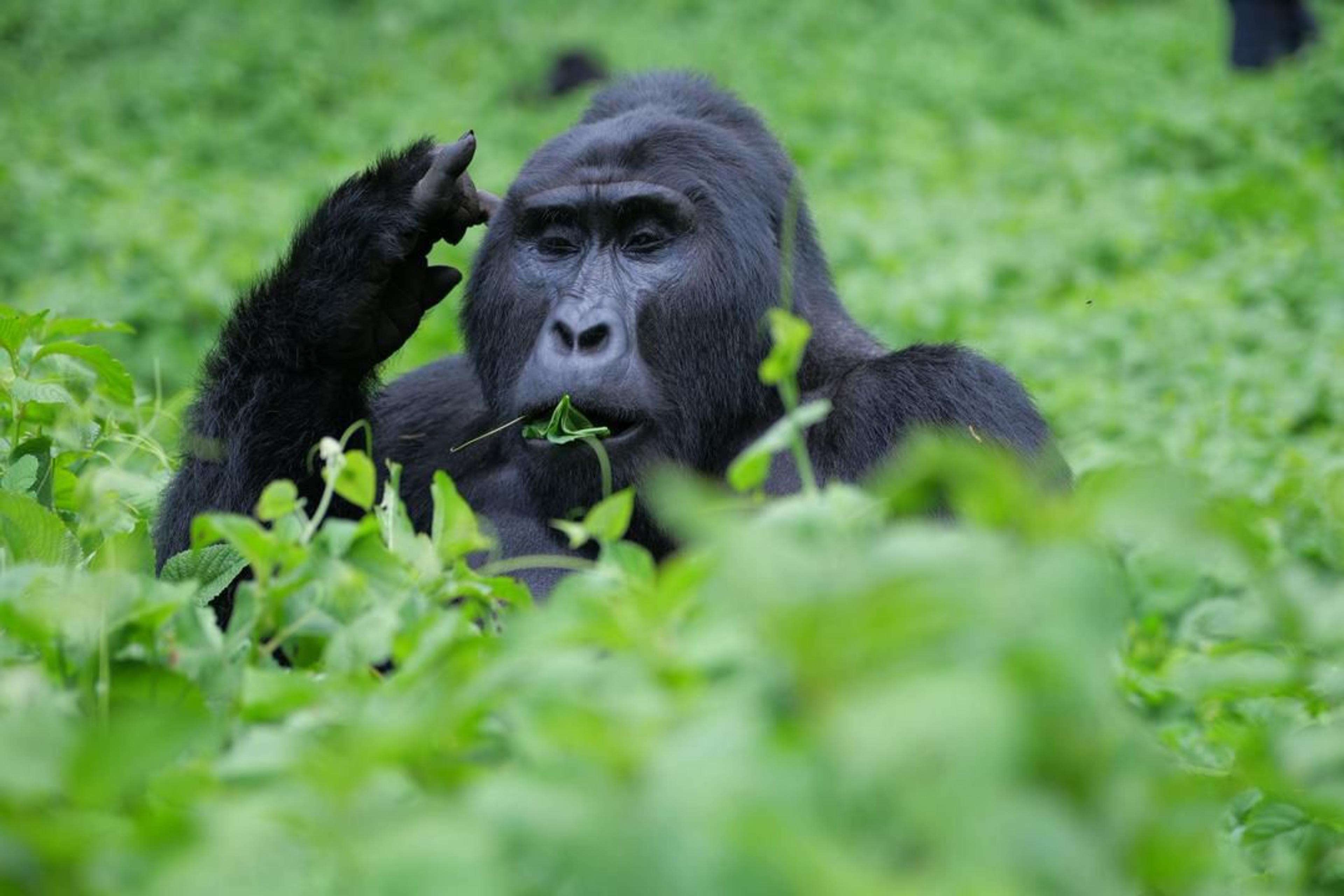 Gorilla trekking experience highlights Uganda’s tourism offering