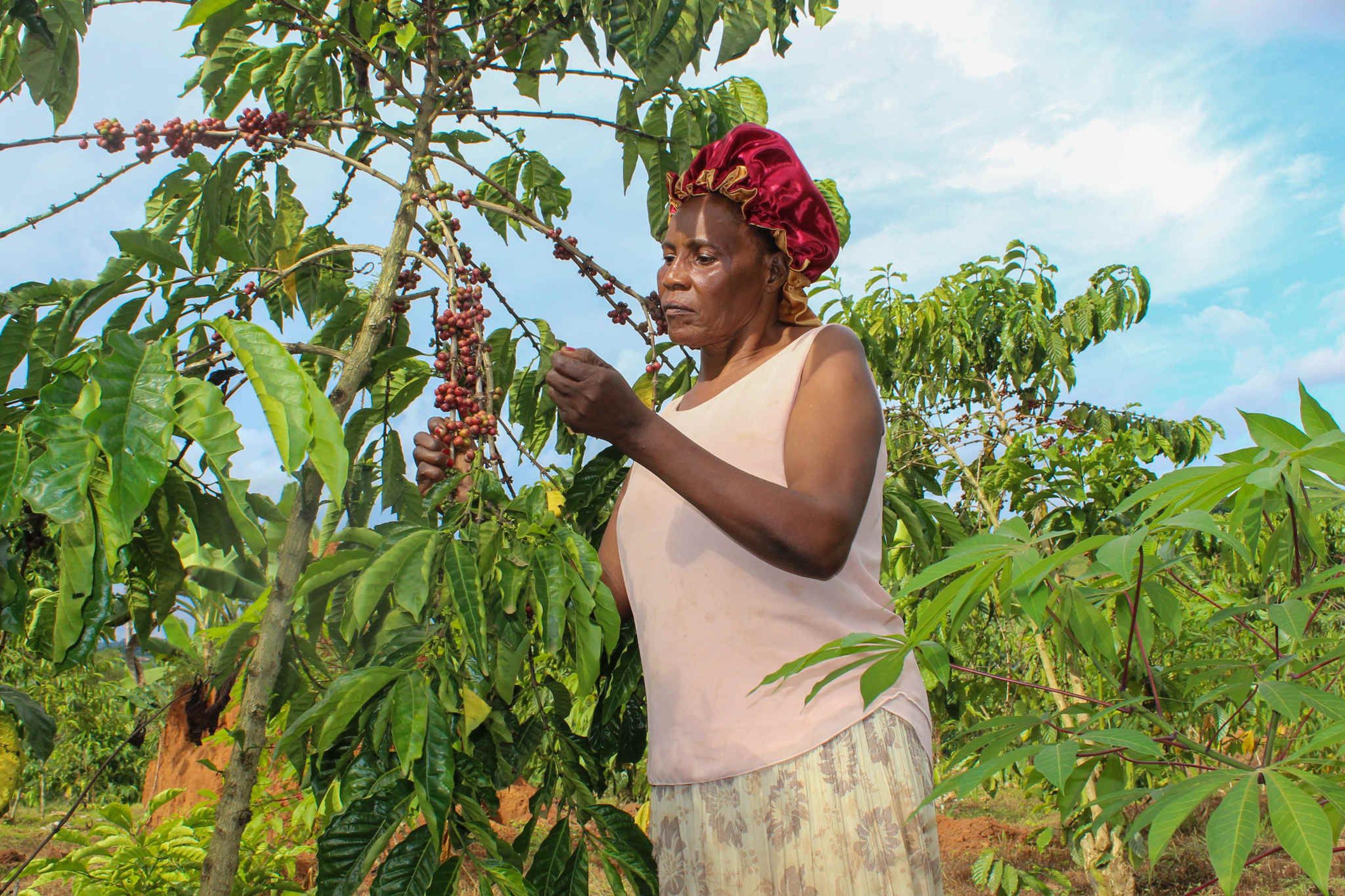 Uganda’s coffee sector is in crisis, but it doesn’t have to be