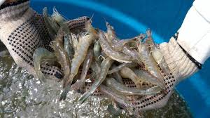 Market price insight on farmed shrimp