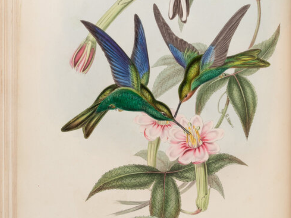 Freeman’s | Hindman to Present Rare Americana, Literary Treasures, and Natural History Masterpieces in November Auction