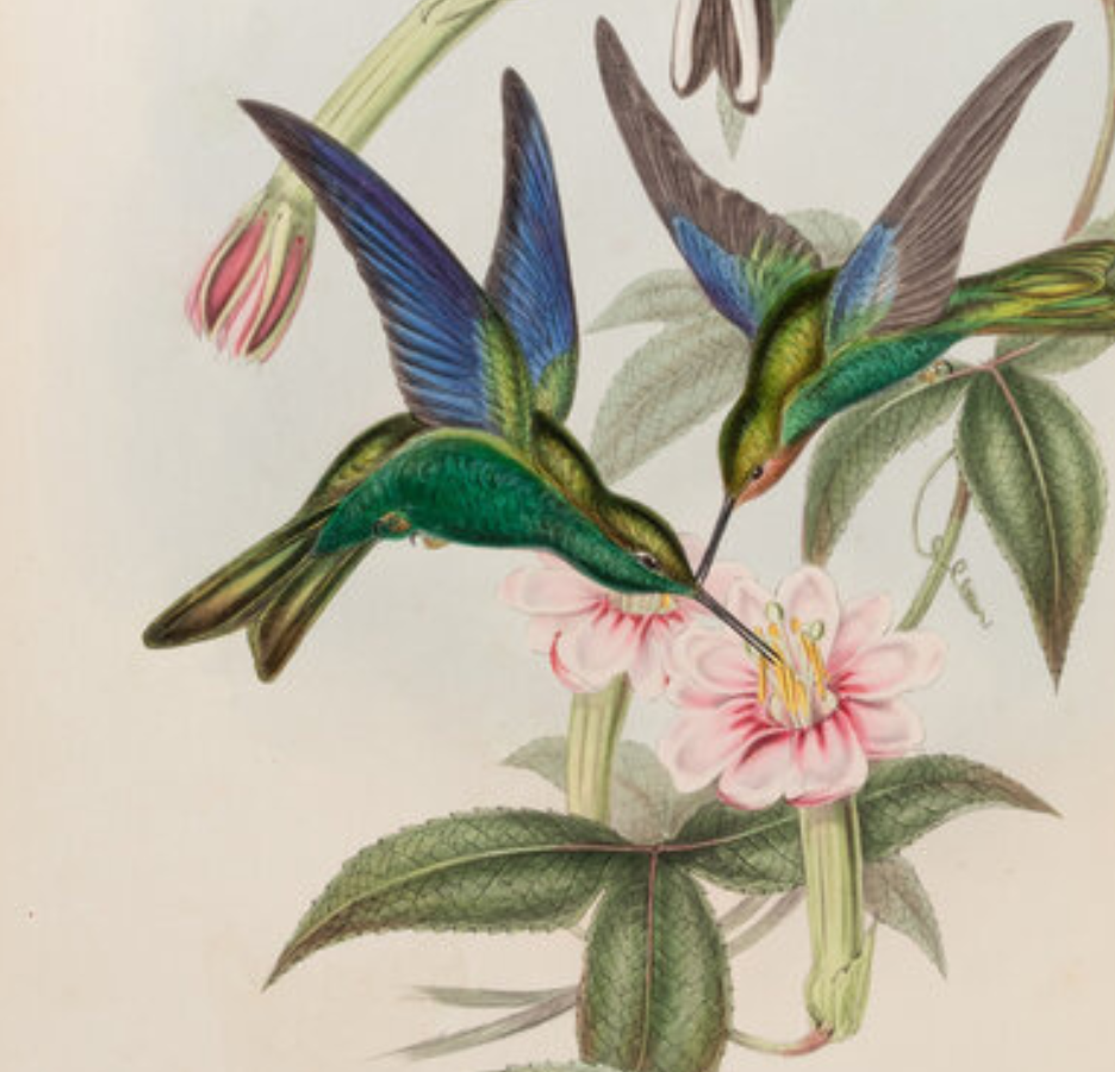 Freeman’s | Hindman to Present Rare Americana, Literary Treasures, and Natural History Masterpieces in November Auction