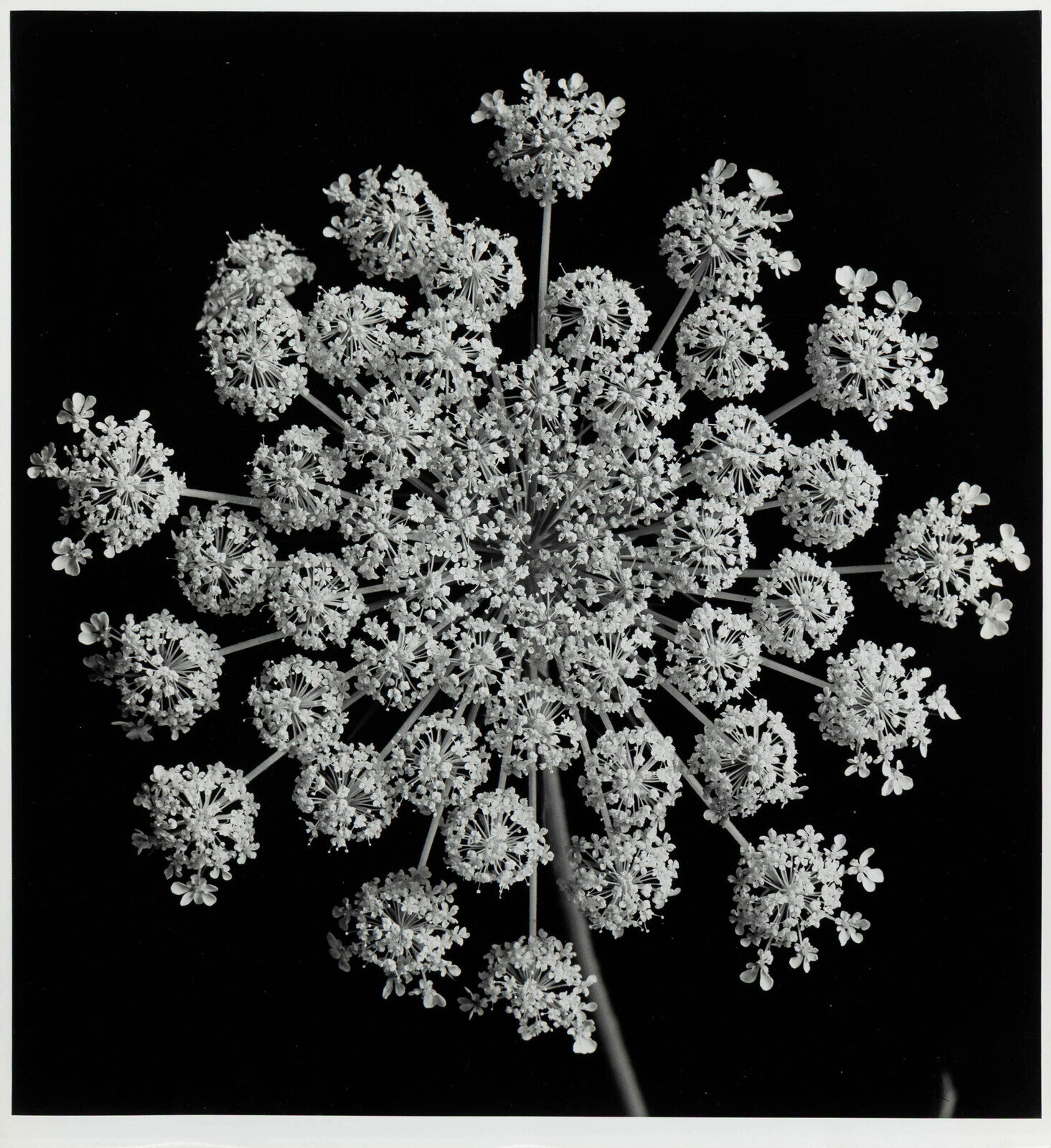Yuichi Idaka (American, 1914-2012) Queen Anne's Lace gelatin silver print 'Yuichi Idaka' and 'Estate of Yuichi Idaka' stamps, verso 13-3/4 x 14-3/8 in.