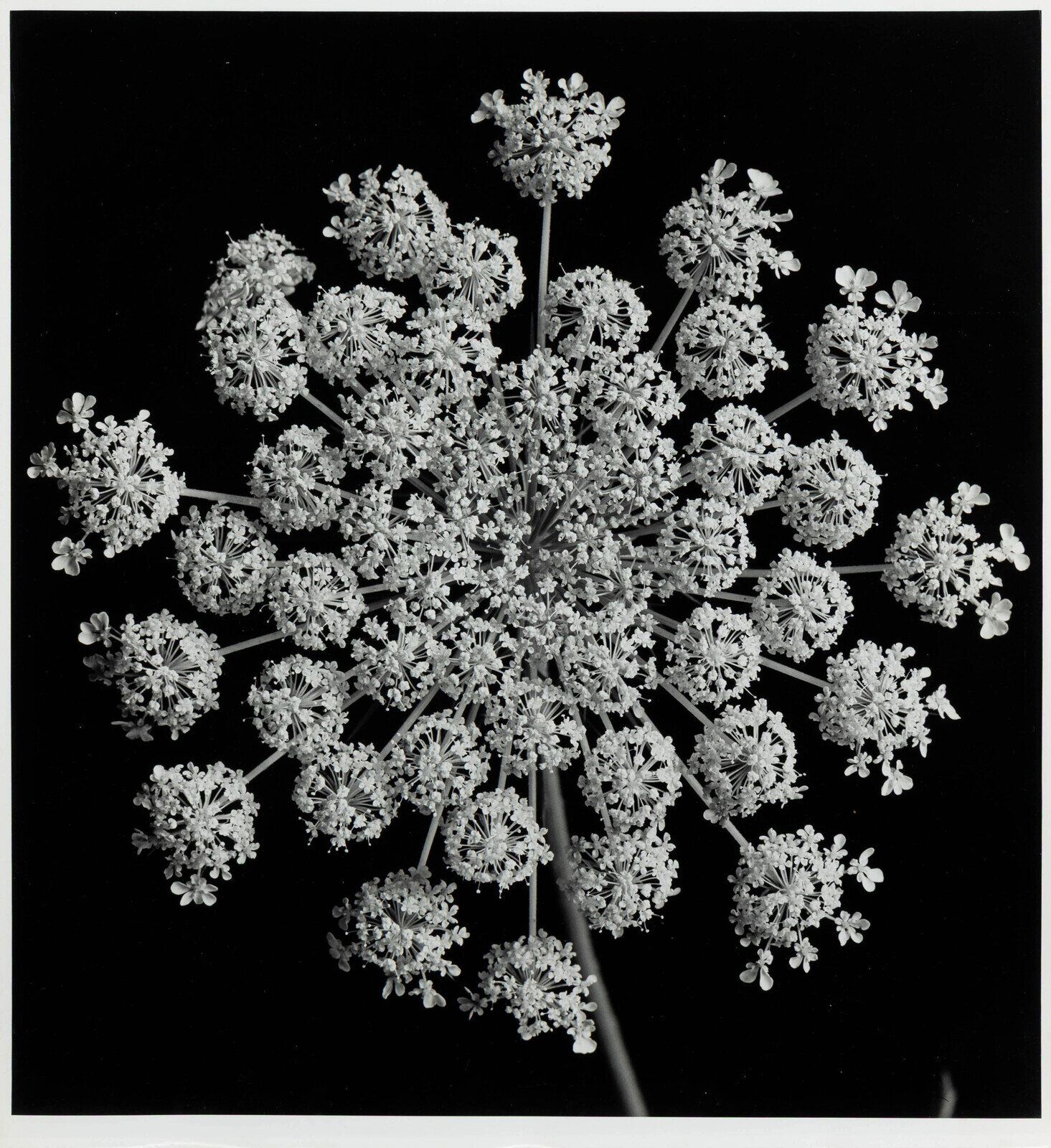 Yuichi Idaka (American, 1914-2012) Queen Anne's Lace gelatin silver print 'Yuichi Idaka' and 'Estate of Yuichi Idaka' stamps, verso 13-3/4 x 14-3/8 in.