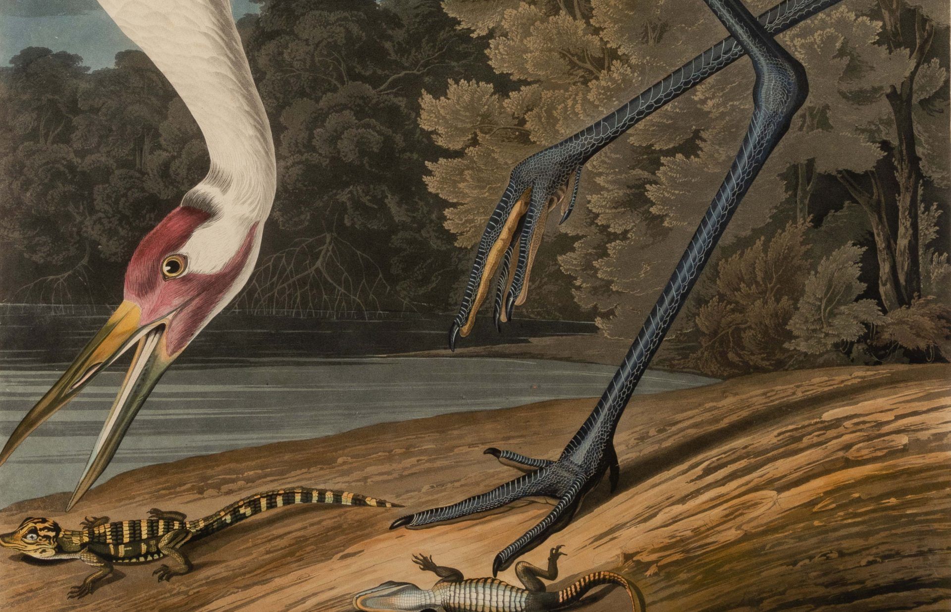 Havell Audubon Engravings & First Editions of 19th And 20th Century Literature Drive Hindman Fine Books & Manuscripts Auctions To Over $1.4 Million