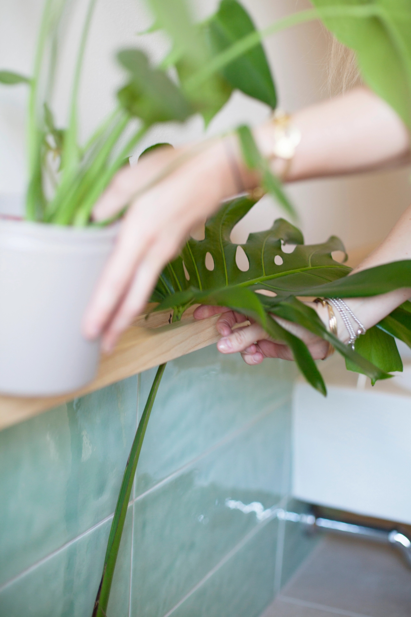 foto a colori con un dettaglio di una mano e una pianta