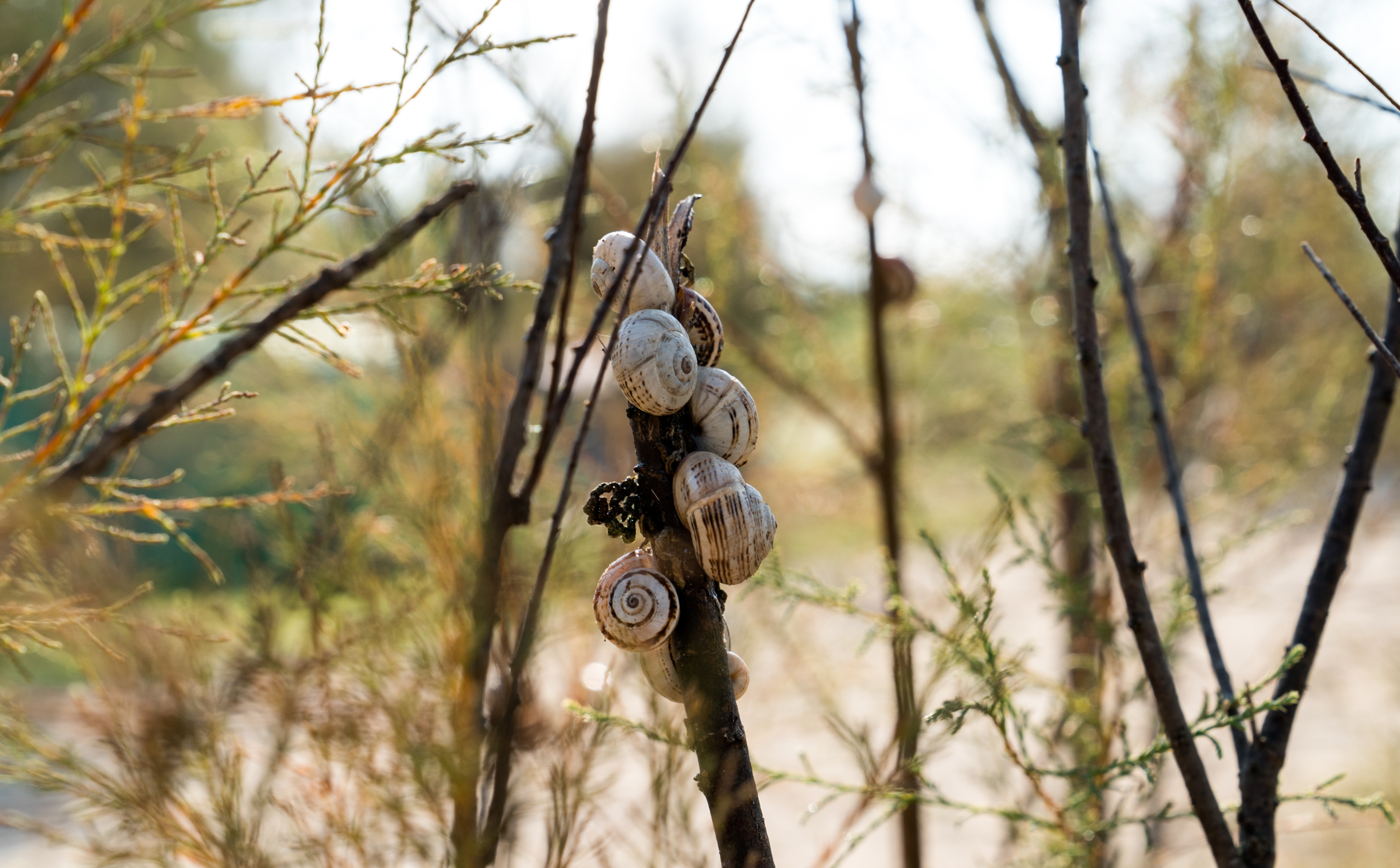 foto a colori campeggio a cavallino treporti