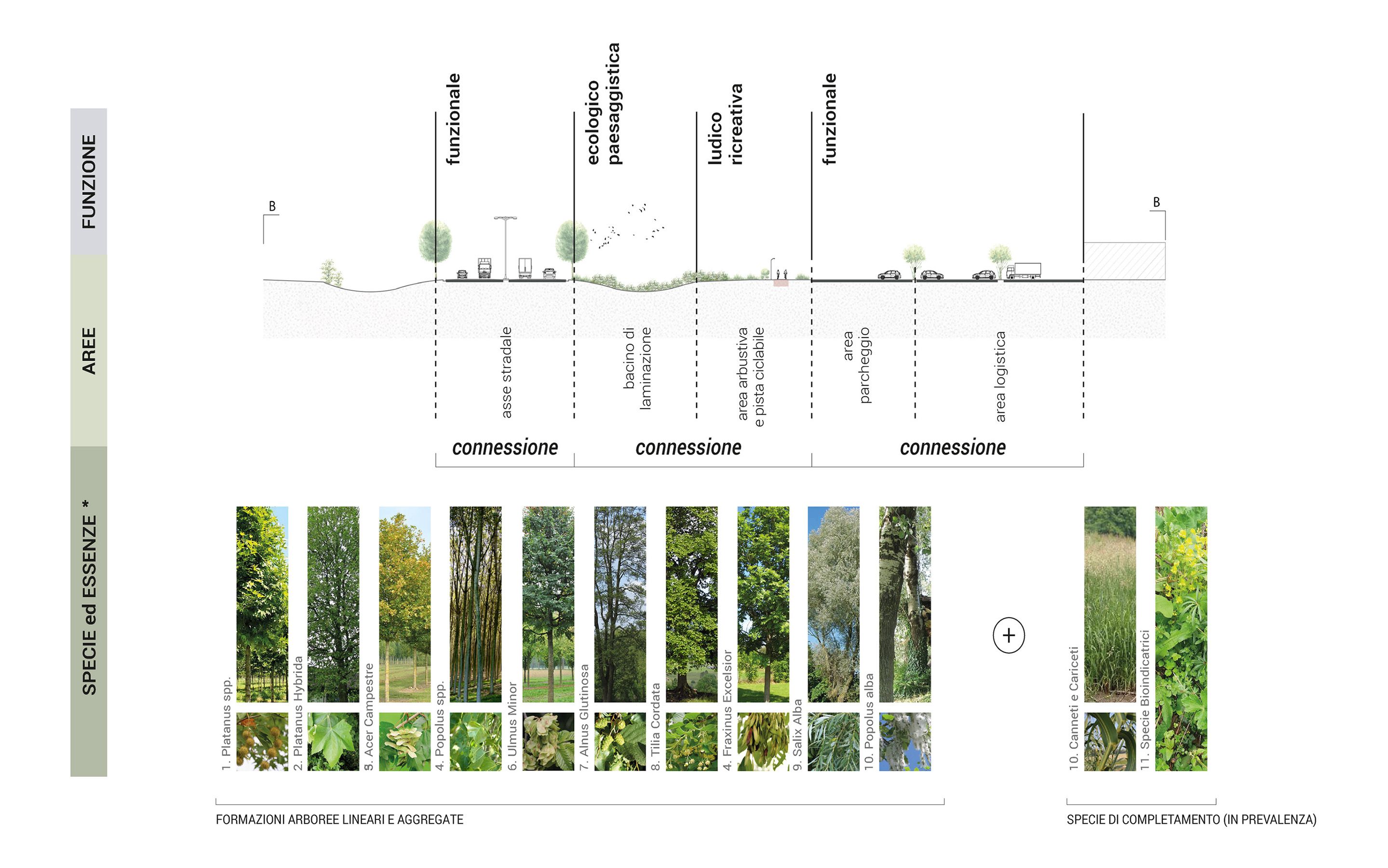 profilo e progetto del verde