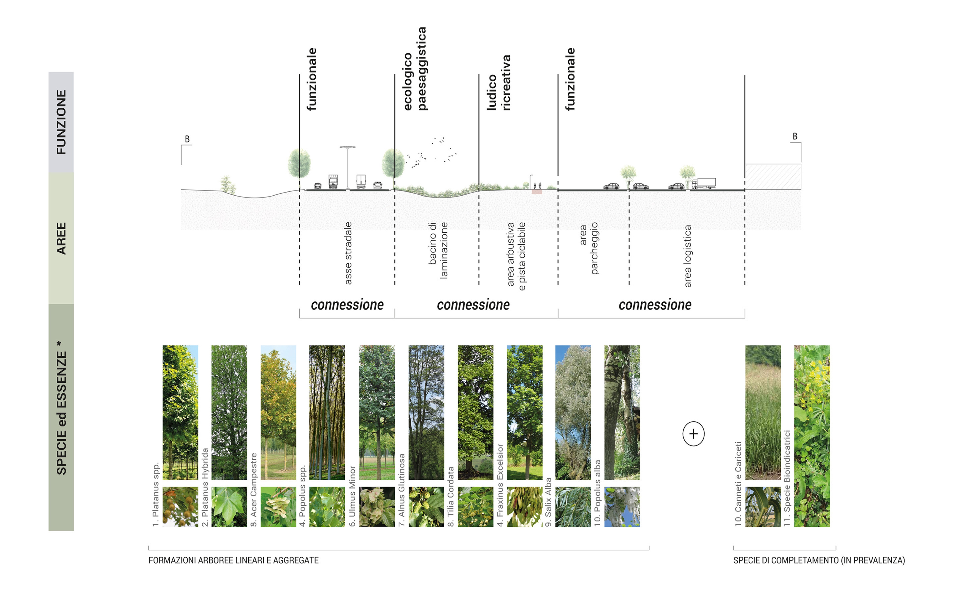 profilo e progetto del verde