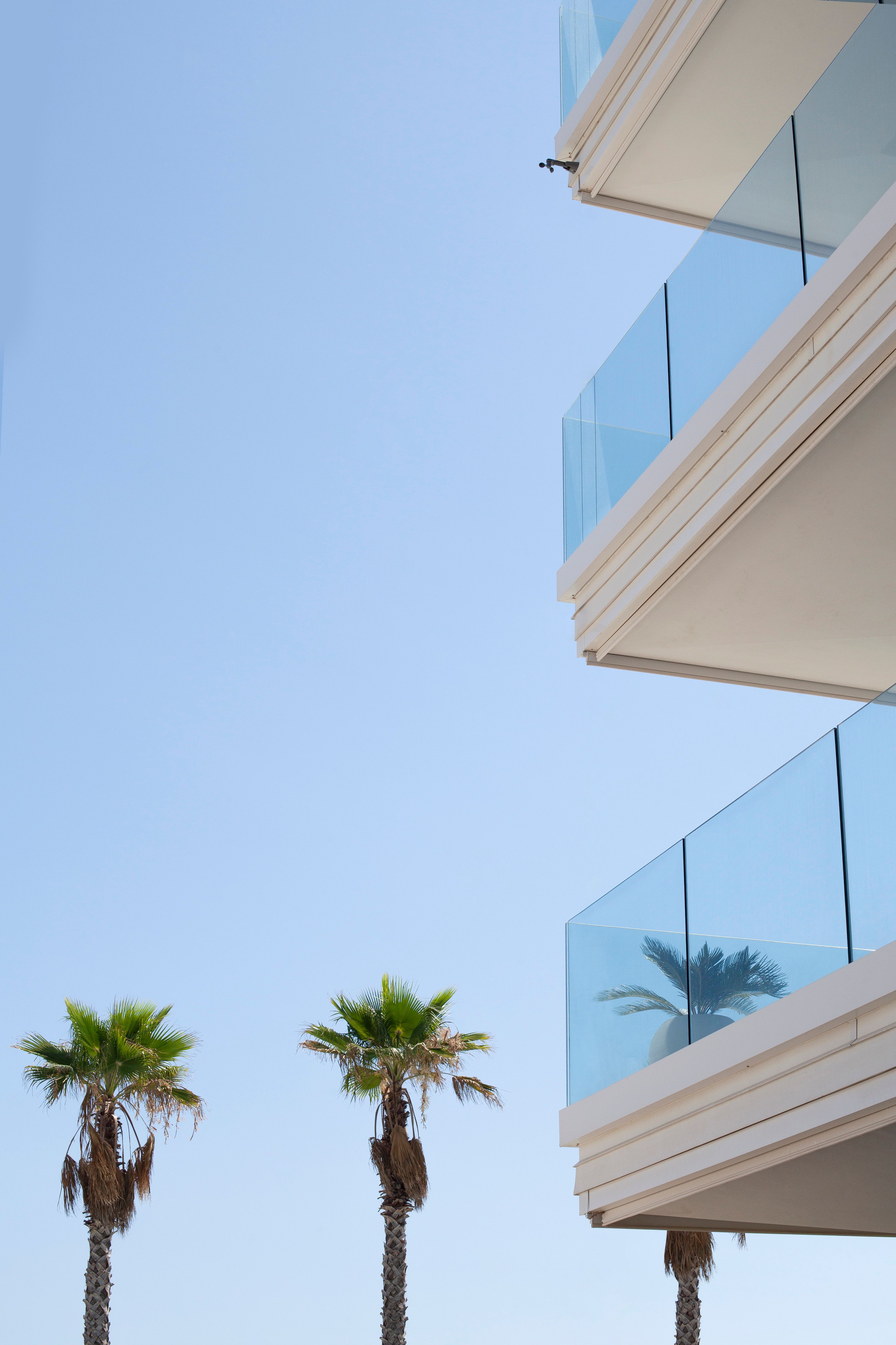 foto a colori con palme e cielo azzurro