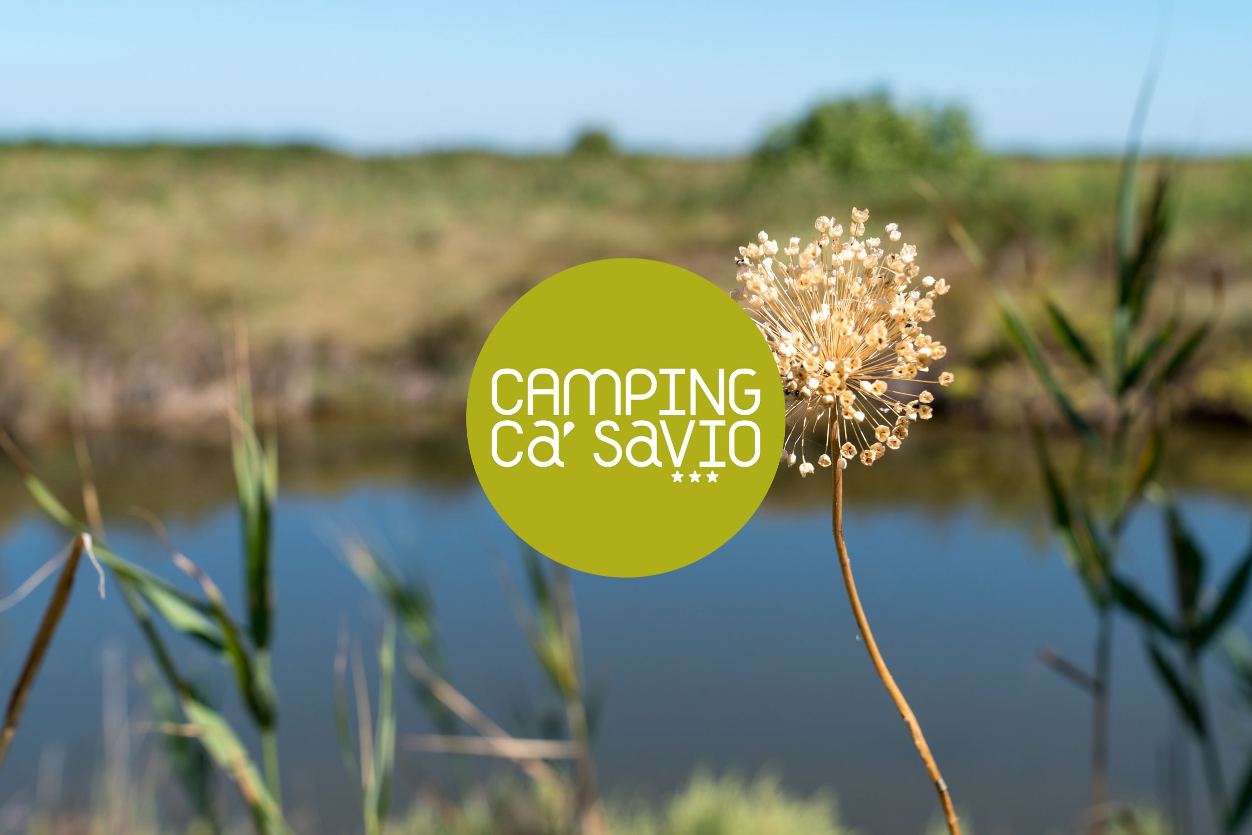 un primo piano di un fiore