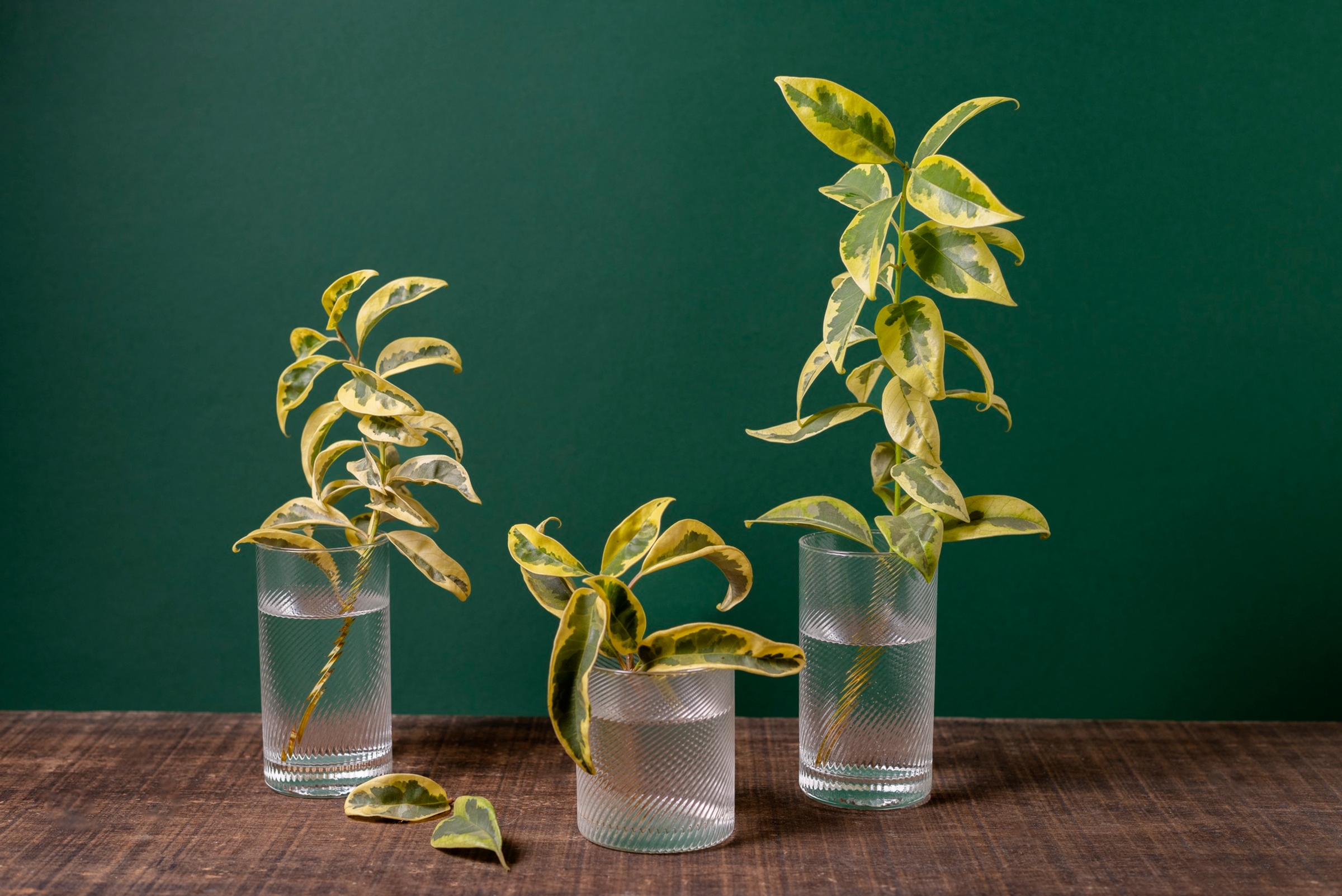 Plant Simulations