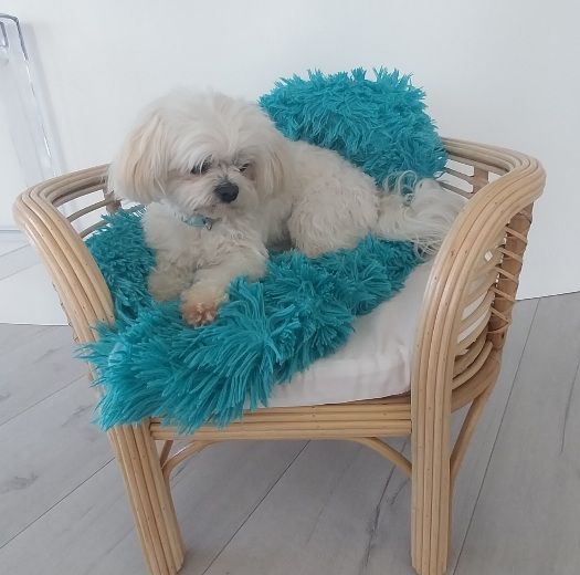 Rattan Dog Bed - Handwoven Pet Bed with Natural Style - Medium