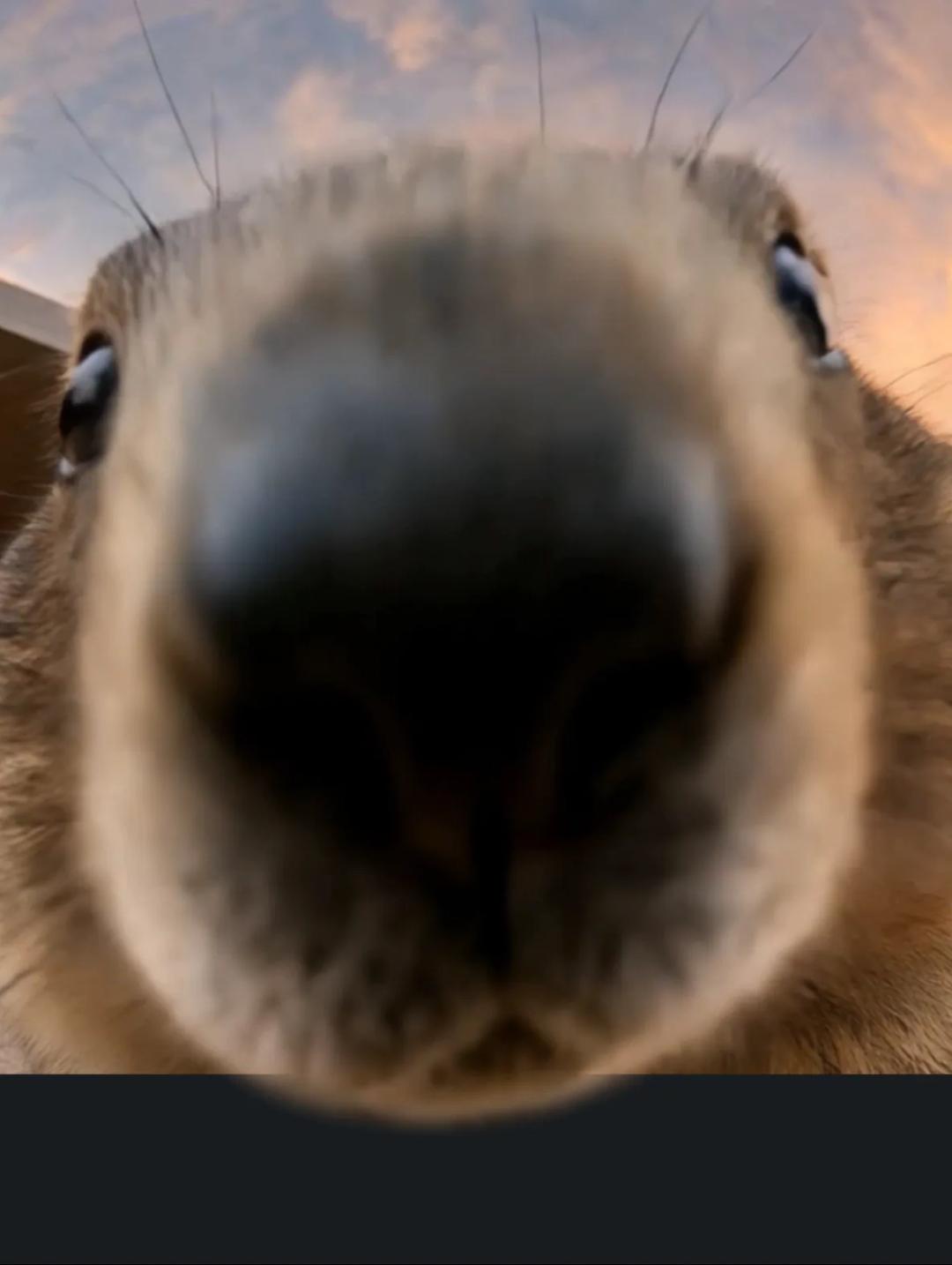 Marmota — the groundhog and the new Audi Q3 in the campaign film