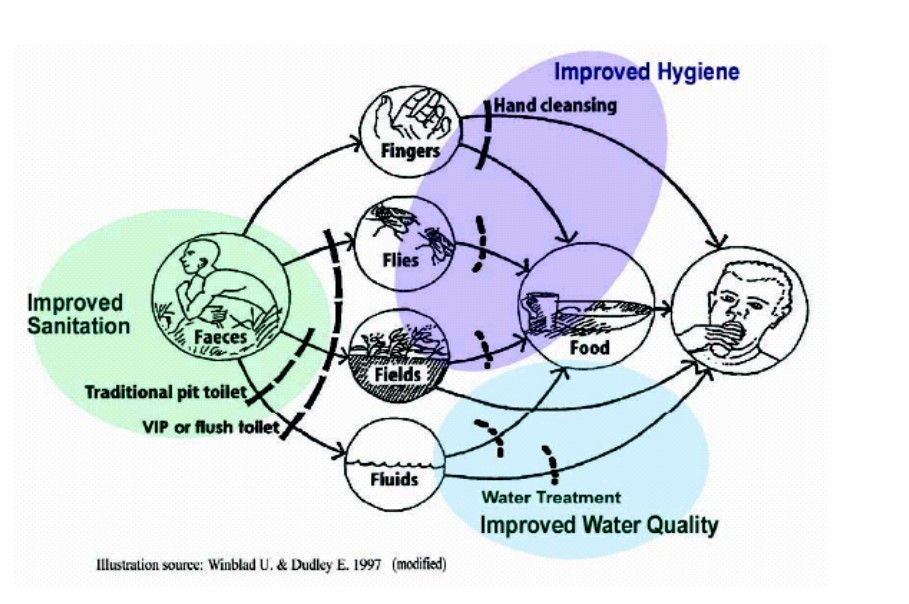 FDiagram Disease Transmission Presentation (BSF for PI) WASH Resources