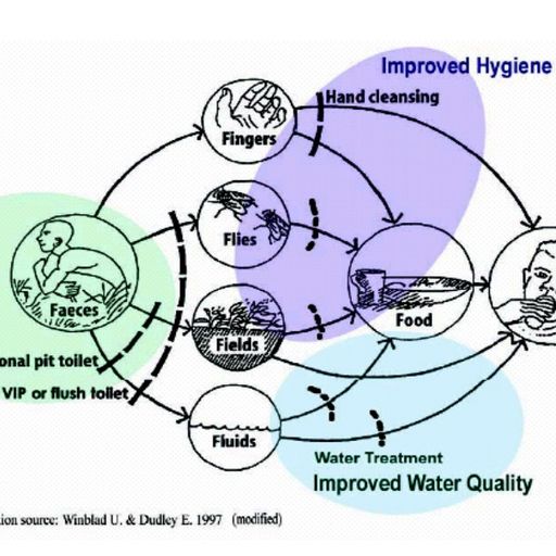 F-Diagram Disease Transmission Presentation (BSF for PI) | WASH Resources