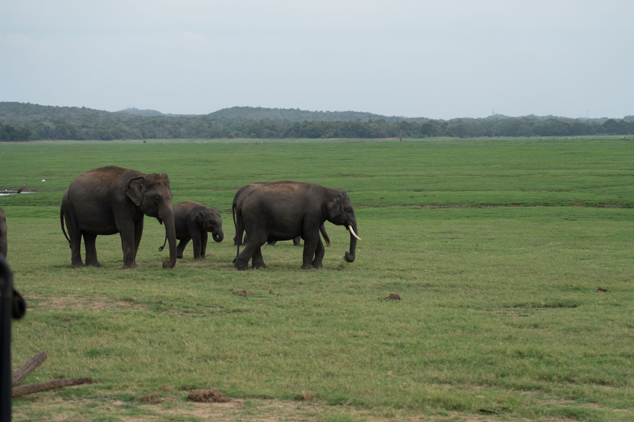Wild Ceylon photo 10
