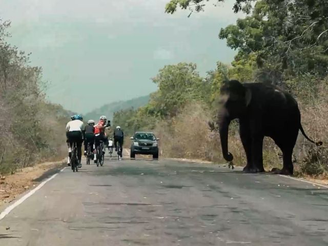 Wild Ceylon photo 4