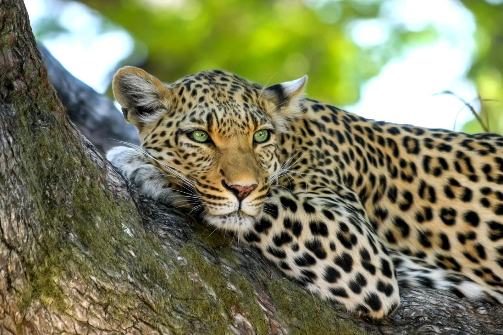 Wild Ceylon Route