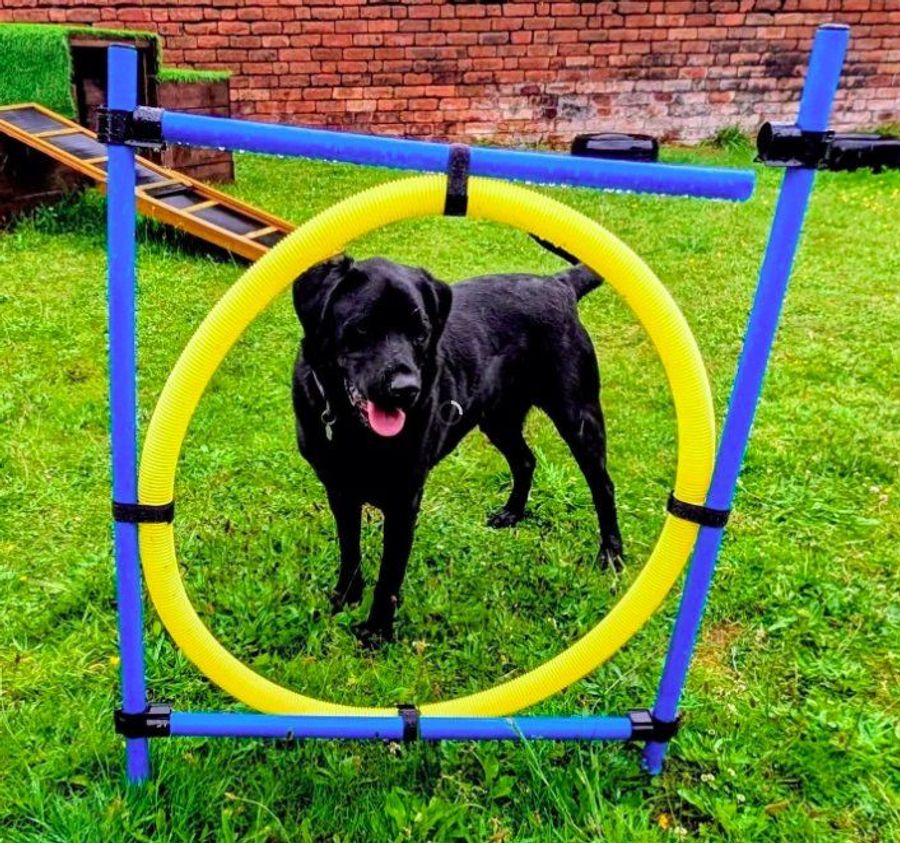 Black Labrador standing inside a yellow agility hoop at the Adventure Playground​​​​‌﻿‍﻿​‍​‍‌‍﻿﻿‌﻿​‍‌‍‍‌‌‍‌﻿‌‍‍‌‌‍﻿‍​‍​‍​﻿‍‍​‍​‍‌﻿​﻿‌‍​‌‌‍﻿‍‌‍‍‌‌﻿‌​‌﻿‍‌​‍﻿‍‌‍‍‌‌‍﻿﻿​‍​‍​‍﻿​​‍​‍‌‍‍​‌﻿​‍‌‍‌‌‌‍‌‍​‍​‍​﻿‍‍​‍​‍​‍﻿﻿‌﻿​﻿‌﻿‌​‌﻿‌‌‌‍‌​‌‍‍‌‌‍﻿﻿​‍﻿﻿‌‍‍‌‌‍﻿‍‌﻿‌​‌‍‌‌‌‍﻿‍‌﻿‌​​‍﻿﻿‌‍‌‌‌‍‌​‌‍‍‌‌﻿‌​​‍﻿﻿‌‍﻿‌‌‍﻿﻿‌‍‌​‌‍‌‌​﻿﻿‌‌﻿​​‌﻿​‍‌‍‌‌‌﻿​﻿‌‍‌‌‌‍﻿‍‌﻿‌​‌‍​‌‌﻿‌​‌‍‍‌‌‍﻿﻿‌‍﻿‍​﻿‍﻿‌‍‍‌‌‍‌​​﻿﻿‌‌﻿​​‌‍​‌‌‍‌﻿‌‍‌‌‌‌​﻿‌‍‌‌‌﻿​‍‌﻿‌‍‌‍‍‌‌‍​﻿‌‍‌‌‌​​‌‌﻿​‍‌‍‌‌‌‍​‌​﻿‍﻿‌﻿‌​‌﻿‍‌‌﻿​​‌‍‌‌​﻿﻿‌‌﻿​​‌‍​‌‌‍‌﻿‌‍‌‌‌‌​﻿‌‍‌‌‌﻿​‍‌﻿‌‍‌‍‍‌‌‍​﻿‌‍‌‌‌​​‌‌﻿​‍‌‍‌‌‌‍​‌​﻿‍﻿‌﻿​​‌‍​‌‌﻿‌​‌‍‍​​﻿﻿‌‌﻿​​‌‍﻿​‌‍​‌‌﻿‍‌‌‍‌﻿‌﻿​‍‌‍﻿﻿‌﻿‌‌‌‍﻿‍‌‍‌​‌​‍‌‌‍﻿‌‌‍​‌‌‍‌﻿‌‍‌‌‌​​‌‌‍﻿​‌﻿‌​​﻿﻿﻿‌‍​‍‌‍​‌‌﻿​﻿‌‍‌‌‌‌‌‌‌﻿​‍‌‍﻿​​﻿﻿‌​‍‌‌​﻿​‍‌​‌‍‌﻿​﻿‌﻿‌​‌﻿‌‌‌‍‌​‌‍‍‌‌‍﻿﻿​‍‌‍‌‍‍‌‌‍‌​​﻿﻿‌‌﻿​​‌‍​‌‌‍‌﻿‌‍‌‌‌‌​﻿‌‍‌‌‌﻿​‍‌﻿‌‍‌‍‍‌‌‍​﻿‌‍‌‌‌​​‌‌﻿​‍‌‍‌‌‌‍​‌​‍‌‍‌﻿‌​‌﻿‍‌‌﻿​​‌‍‌‌​﻿﻿‌‌﻿​​‌‍​‌‌‍‌﻿‌‍‌‌‌‌​﻿‌‍‌‌‌﻿​‍‌﻿‌‍‌‍‍‌‌‍​﻿‌‍‌‌‌​​‌‌﻿​‍‌‍‌‌‌‍​‌​‍‌‍‌﻿​​‌‍​‌‌﻿‌​‌‍‍​​﻿﻿‌‌﻿​​‌‍﻿​‌‍​‌‌﻿‍‌‌‍‌﻿‌﻿​‍‌‍﻿﻿‌﻿‌‌‌‍﻿‍‌‍‌​‌​‍‌‌‍﻿‌‌‍​‌‌‍‌﻿‌‍‌‌‌​​‌‌‍﻿​‌﻿‌​​‍‌‍‌﻿​​‌‍‌‌‌﻿​‍‌﻿​﻿‌﻿​​‌‍‌‌‌‍​﻿‌﻿‌​‌‍‍‌‌﻿‌‍‌‍‌‌​﻿﻿‌‌﻿​​‌﻿‌‌‌‍​‍‌‍﻿​‌‍‍‌‌﻿​﻿‌‍‍​‌‍‌‌‌‍‌​​‍​‍‌﻿﻿‌