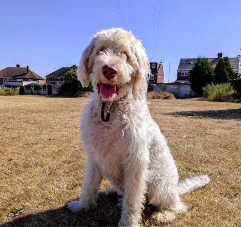 Fluffy white dog sitting on dry grass on a sunny day​​​​‌﻿‍﻿​‍​‍‌‍﻿﻿‌﻿​‍‌‍‍‌‌‍‌﻿‌‍‍‌‌‍﻿‍​‍​‍​﻿‍‍​‍​‍‌﻿​﻿‌‍​‌‌‍﻿‍‌‍‍‌‌﻿‌​‌﻿‍‌​‍﻿‍‌‍‍‌‌‍﻿﻿​‍​‍​‍﻿​​‍​‍‌‍‍​‌﻿​‍‌‍‌‌‌‍‌‍​‍​‍​﻿‍‍​‍​‍​‍﻿﻿‌﻿​﻿‌﻿‌​‌﻿‌‌‌‍‌​‌‍‍‌‌‍﻿﻿​‍﻿﻿‌‍‍‌‌‍﻿‍‌﻿‌​‌‍‌‌‌‍﻿‍‌﻿‌​​‍﻿﻿‌‍‌‌‌‍‌​‌‍‍‌‌﻿‌​​‍﻿﻿‌‍﻿‌‌‍﻿﻿‌‍‌​‌‍‌‌​﻿﻿‌‌﻿​​‌﻿​‍‌‍‌‌‌﻿​﻿‌‍‌‌‌‍﻿‍‌﻿‌​‌‍​‌‌﻿‌​‌‍‍‌‌‍﻿﻿‌‍﻿‍​﻿‍﻿‌‍‍‌‌‍‌​​﻿﻿‌‌﻿​​‌‍​‌‌‍‌﻿‌‍‌‌‌‌​﻿‌‍‌‌‌﻿​‍‌﻿‌‍‌‍‍‌‌‍​﻿‌‍‌‌‌​​‌‌﻿​‍‌‍‌‌‌‍​‌​﻿‍﻿‌﻿‌​‌﻿‍‌‌﻿​​‌‍‌‌​﻿﻿‌‌﻿​​‌‍​‌‌‍‌﻿‌‍‌‌‌‌​﻿‌‍‌‌‌﻿​‍‌﻿‌‍‌‍‍‌‌‍​﻿‌‍‌‌‌​​‌‌﻿​‍‌‍‌‌‌‍​‌​﻿‍﻿‌﻿​​‌‍​‌‌﻿‌​‌‍‍​​﻿﻿‌‌﻿‌﻿‌‍‌‌‌‍‌​‌‍‌​‌‍‍‌‌‍﻿‍‌‍‌﻿‌​‍‌‌‍﻿‌‌‍​‌‌‍‌﻿‌‍‌‌‌​​‌‌‍﻿​‌﻿‌​​﻿﻿﻿‌‍​‍‌‍​‌‌﻿​﻿‌‍‌‌‌‌‌‌‌﻿​‍‌‍﻿​​﻿﻿‌​‍‌‌​﻿​‍‌​‌‍‌﻿​﻿‌﻿‌​‌﻿‌‌‌‍‌​‌‍‍‌‌‍﻿﻿​‍‌‍‌‍‍‌‌‍‌​​﻿﻿‌‌﻿​​‌‍​‌‌‍‌﻿‌‍‌‌‌‌​﻿‌‍‌‌‌﻿​‍‌﻿‌‍‌‍‍‌‌‍​﻿‌‍‌‌‌​​‌‌﻿​‍‌‍‌‌‌‍​‌​‍‌‍‌﻿‌​‌﻿‍‌‌﻿​​‌‍‌‌​﻿﻿‌‌﻿​​‌‍​‌‌‍‌﻿‌‍‌‌‌‌​﻿‌‍‌‌‌﻿​‍‌﻿‌‍‌‍‍‌‌‍​﻿‌‍‌‌‌​​‌‌﻿​‍‌‍‌‌‌‍​‌​‍‌‍‌﻿​​‌‍​‌‌﻿‌​‌‍‍​​﻿﻿‌‌﻿‌﻿‌‍‌‌‌‍‌​‌‍‌​‌‍‍‌‌‍﻿‍‌‍‌﻿‌​‍‌‌‍﻿‌‌‍​‌‌‍‌﻿‌‍‌‌‌​​‌‌‍﻿​‌﻿‌​​‍‌‍‌﻿​​‌‍‌‌‌﻿​‍‌﻿​﻿‌﻿​​‌‍‌‌‌‍​﻿‌﻿‌​‌‍‍‌‌﻿‌‍‌‍‌‌​﻿﻿‌‌﻿​​‌﻿‌‌‌‍​‍‌‍﻿​‌‍‍‌‌﻿​﻿‌‍‍​‌‍‌‌‌‍‌​​‍​‍‌﻿﻿‌