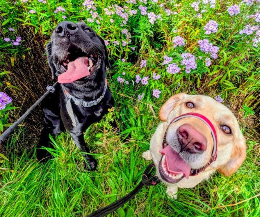 A black Labrador and a yellow Labrador looking up among purple wildflowers​​​​‌﻿‍﻿​‍​‍‌‍﻿﻿‌﻿​‍‌‍‍‌‌‍‌﻿‌‍‍‌‌‍﻿‍​‍​‍​﻿‍‍​‍​‍‌﻿​﻿‌‍​‌‌‍﻿‍‌‍‍‌‌﻿‌​‌﻿‍‌​‍﻿‍‌‍‍‌‌‍﻿﻿​‍​‍​‍﻿​​‍​‍‌‍‍​‌﻿​‍‌‍‌‌‌‍‌‍​‍​‍​﻿‍‍​‍​‍​‍﻿﻿‌﻿​﻿‌﻿‌​‌﻿‌‌‌‍‌​‌‍‍‌‌‍﻿﻿​‍﻿﻿‌‍‍‌‌‍﻿‍‌﻿‌​‌‍‌‌‌‍﻿‍‌﻿‌​​‍﻿﻿‌‍‌‌‌‍‌​‌‍‍‌‌﻿‌​​‍﻿﻿‌‍﻿‌‌‍﻿﻿‌‍‌​‌‍‌‌​﻿﻿‌‌﻿​​‌﻿​‍‌‍‌‌‌﻿​﻿‌‍‌‌‌‍﻿‍‌﻿‌​‌‍​‌‌﻿‌​‌‍‍‌‌‍﻿﻿‌‍﻿‍​﻿‍﻿‌‍‍‌‌‍‌​​﻿﻿‌‌﻿​​‌‍​‌‌‍‌﻿‌‍‌‌‌‌​﻿‌‍‌‌‌﻿​‍‌﻿‌‍‌‍‍‌‌‍​﻿‌‍‌‌‌​​‌‌﻿​‍‌‍‌‌‌‍​‌​﻿‍﻿‌﻿‌​‌﻿‍‌‌﻿​​‌‍‌‌​﻿﻿‌‌﻿​​‌‍​‌‌‍‌﻿‌‍‌‌‌‌​﻿‌‍‌‌‌﻿​‍‌﻿‌‍‌‍‍‌‌‍​﻿‌‍‌‌‌​​‌‌﻿​‍‌‍‌‌‌‍​‌​﻿‍﻿‌﻿​​‌‍​‌‌﻿‌​‌‍‍​​﻿﻿‌‌‍​﻿‌﻿‌​‌‍​‌‌​‍‌‌‍﻿‌‌‍​‌‌‍‌﻿‌‍‌‌‌​​‌‌‍﻿​‌﻿‌​​﻿﻿﻿‌‍​‍‌‍​‌‌﻿​﻿‌‍‌‌‌‌‌‌‌﻿​‍‌‍﻿​​﻿﻿‌​‍‌‌​﻿​‍‌​‌‍‌﻿​﻿‌﻿‌​‌﻿‌‌‌‍‌​‌‍‍‌‌‍﻿﻿​‍‌‍‌‍‍‌‌‍‌​​﻿﻿‌‌﻿​​‌‍​‌‌‍‌﻿‌‍‌‌‌‌​﻿‌‍‌‌‌﻿​‍‌﻿‌‍‌‍‍‌‌‍​﻿‌‍‌‌‌​​‌‌﻿​‍‌‍‌‌‌‍​‌​‍‌‍‌﻿‌​‌﻿‍‌‌﻿​​‌‍‌‌​﻿﻿‌‌﻿​​‌‍​‌‌‍‌﻿‌‍‌‌‌‌​﻿‌‍‌‌‌﻿​‍‌﻿‌‍‌‍‍‌‌‍​﻿‌‍‌‌‌​​‌‌﻿​‍‌‍‌‌‌‍​‌​‍‌‍‌﻿​​‌‍​‌‌﻿‌​‌‍‍​​﻿﻿‌‌‍​﻿‌﻿‌​‌‍​‌‌​‍‌‌‍﻿‌‌‍​‌‌‍‌﻿‌‍‌‌‌​​‌‌‍﻿​‌﻿‌​​‍‌‍‌﻿​​‌‍‌‌‌﻿​‍‌﻿​﻿‌﻿​​‌‍‌‌‌‍​﻿‌﻿‌​‌‍‍‌‌﻿‌‍‌‍‌‌​﻿﻿‌‌﻿​​‌﻿‌‌‌‍​‍‌‍﻿​‌‍‍‌‌﻿​﻿‌‍‍​‌‍‌‌‌‍‌​​‍​‍‌﻿﻿‌