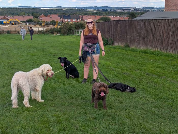 Dogs on an adventure