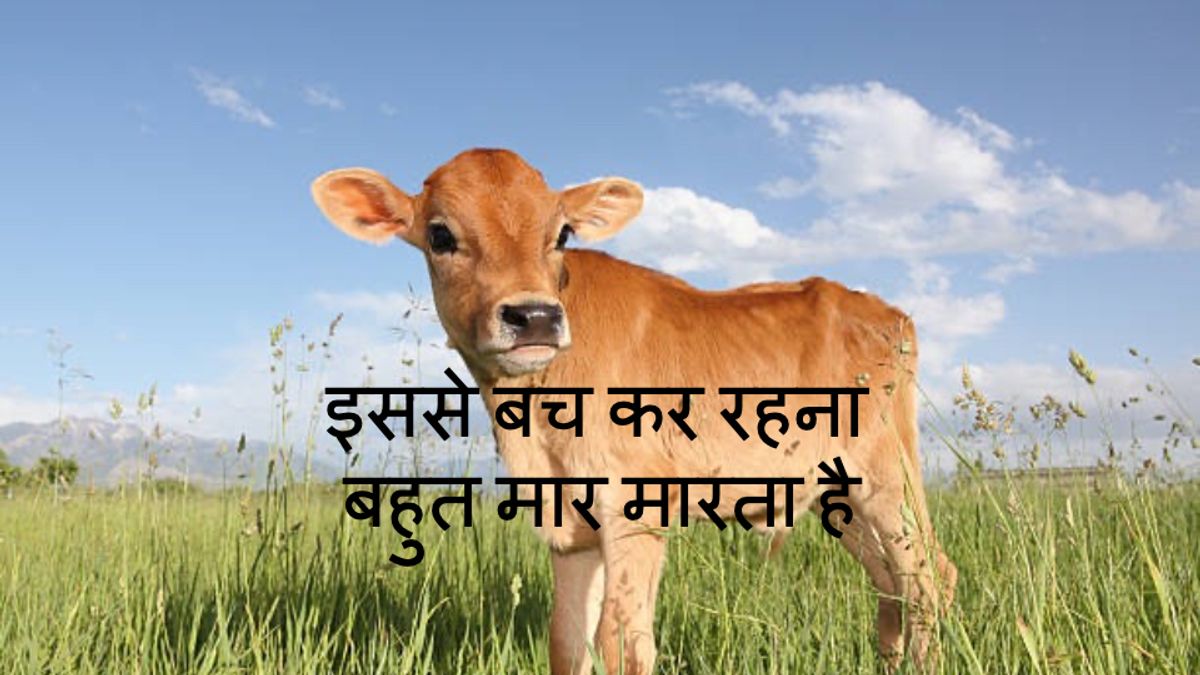 The Brown Calf 