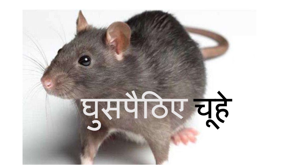 Intruder rats part-4