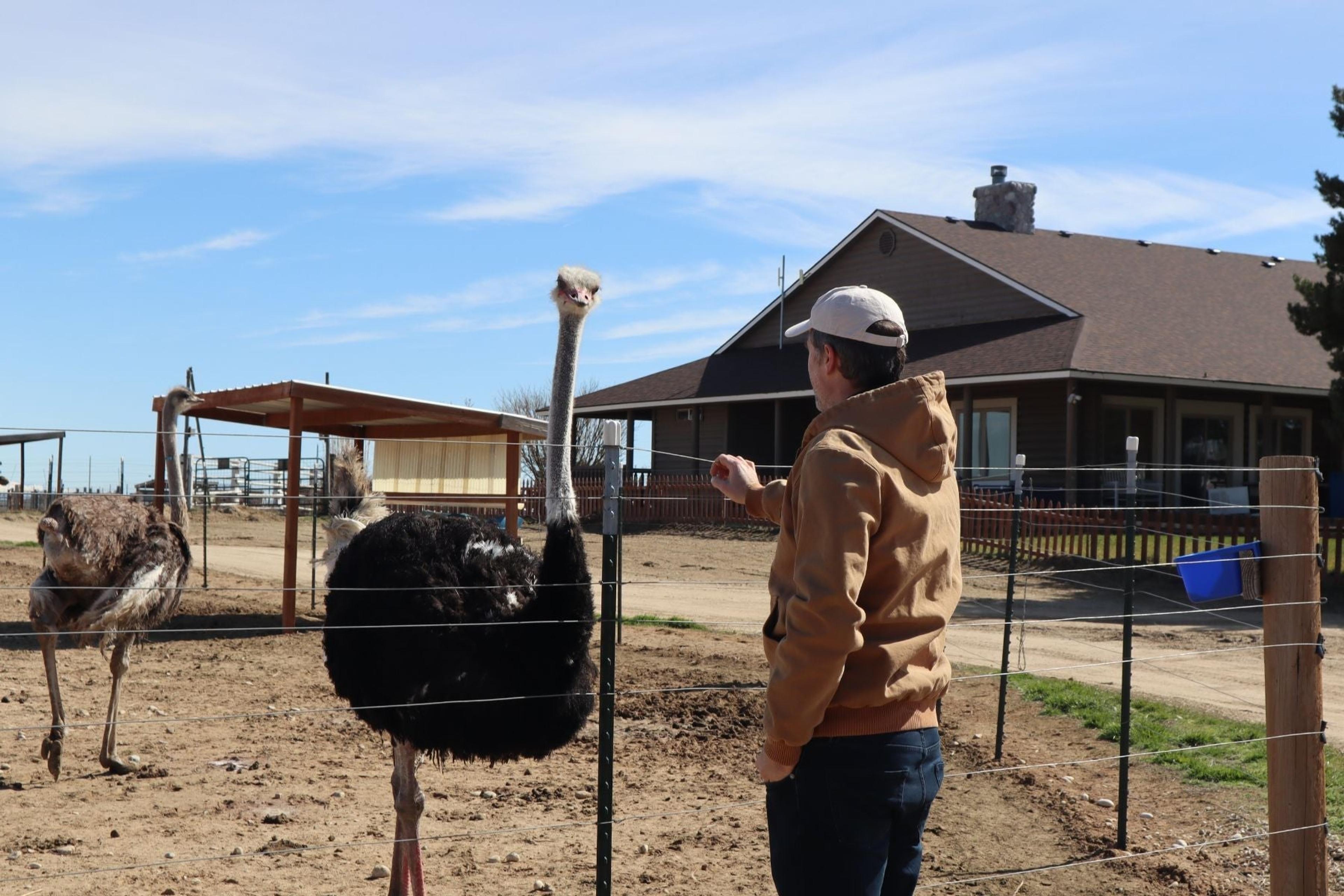 American Ostrich Farms