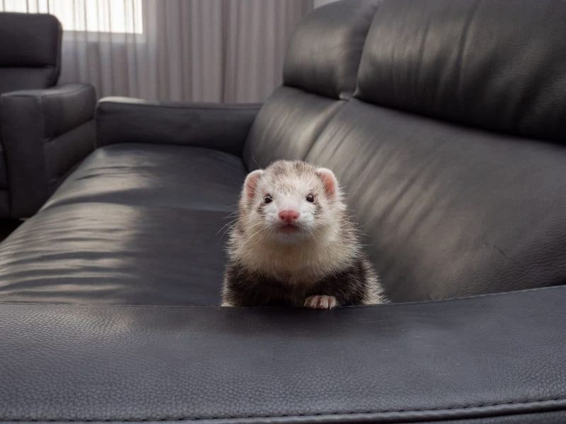 Ferreting around