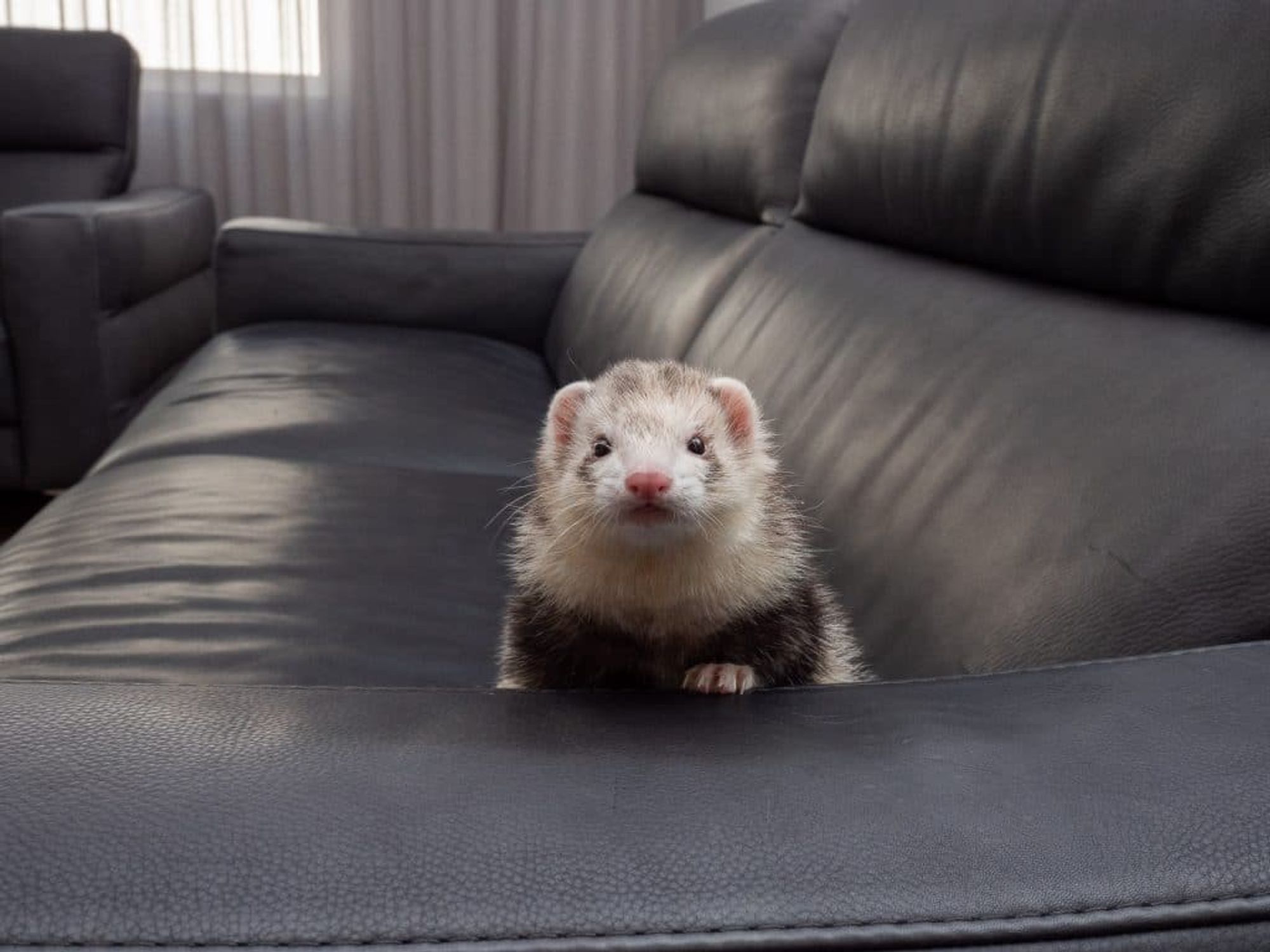 Ferreting around