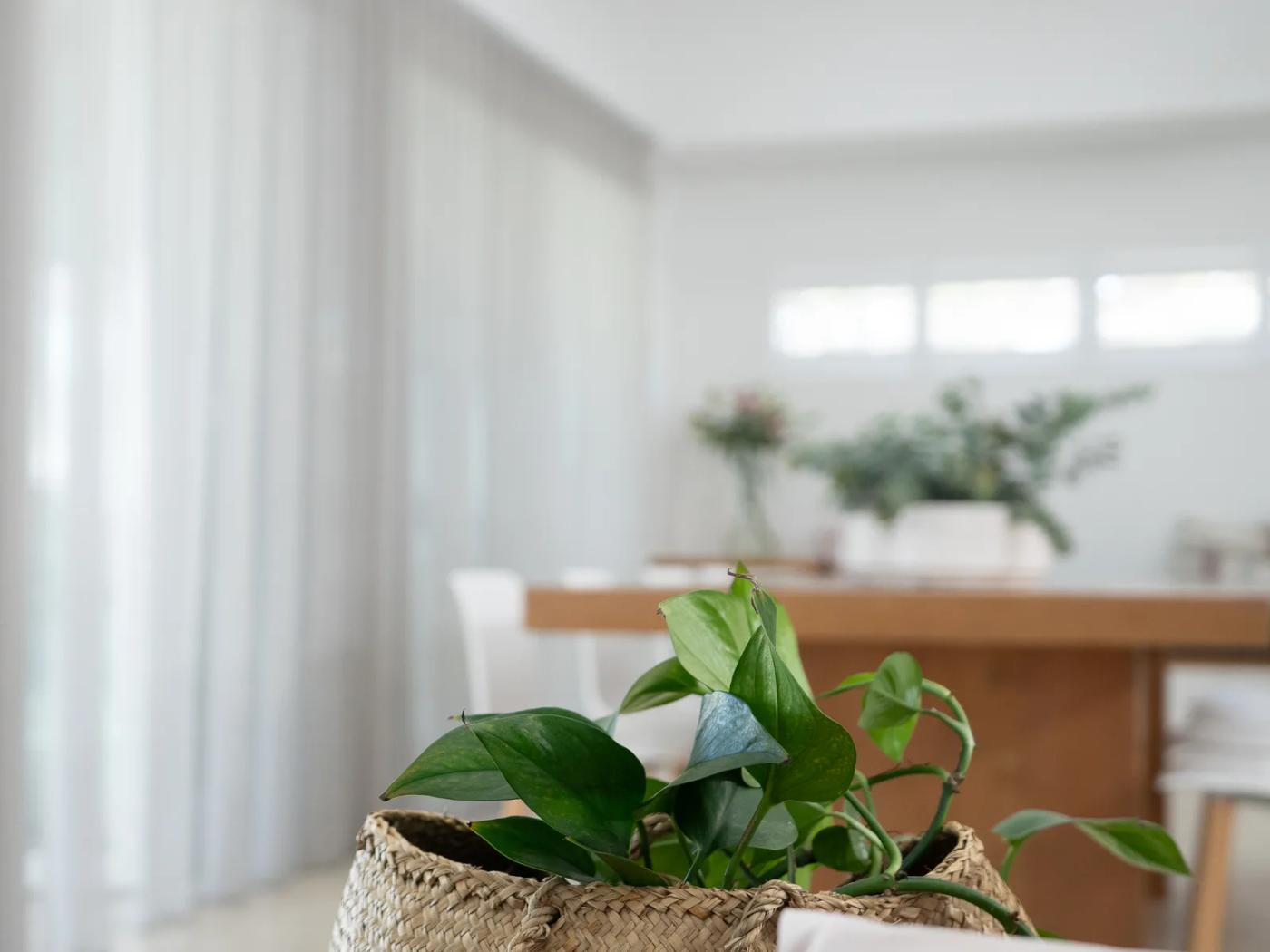 Sheer curtains softening the light in a bright dining room