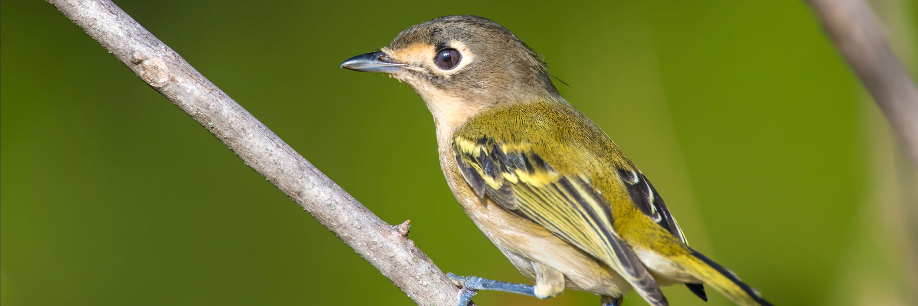 NAFWS Webinar Series: Emerging Technologies in Wildlife Management