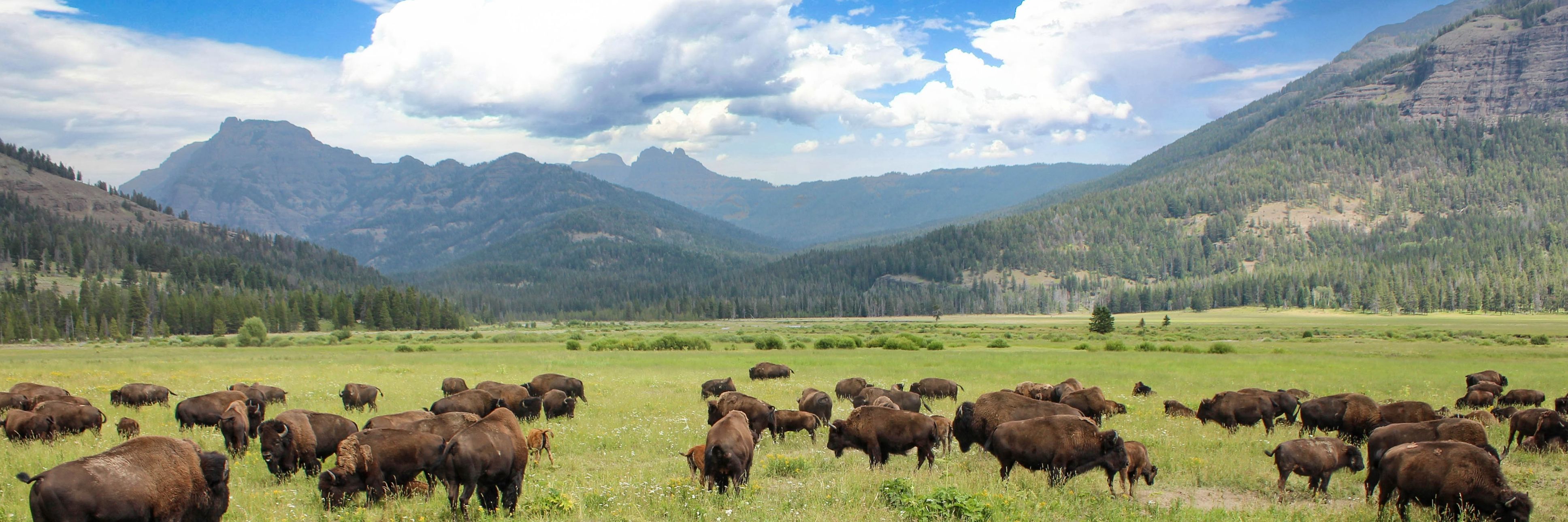 USDA Forest Service Informational Webinar-- Tribal Shared Stewardship and Mapping Areas of Tribal Importance