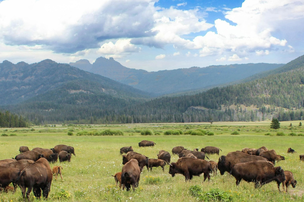 USDA Forest Service Informational Webinar-- Tribal Shared Stewardship and Mapping Areas of Tribal Importance