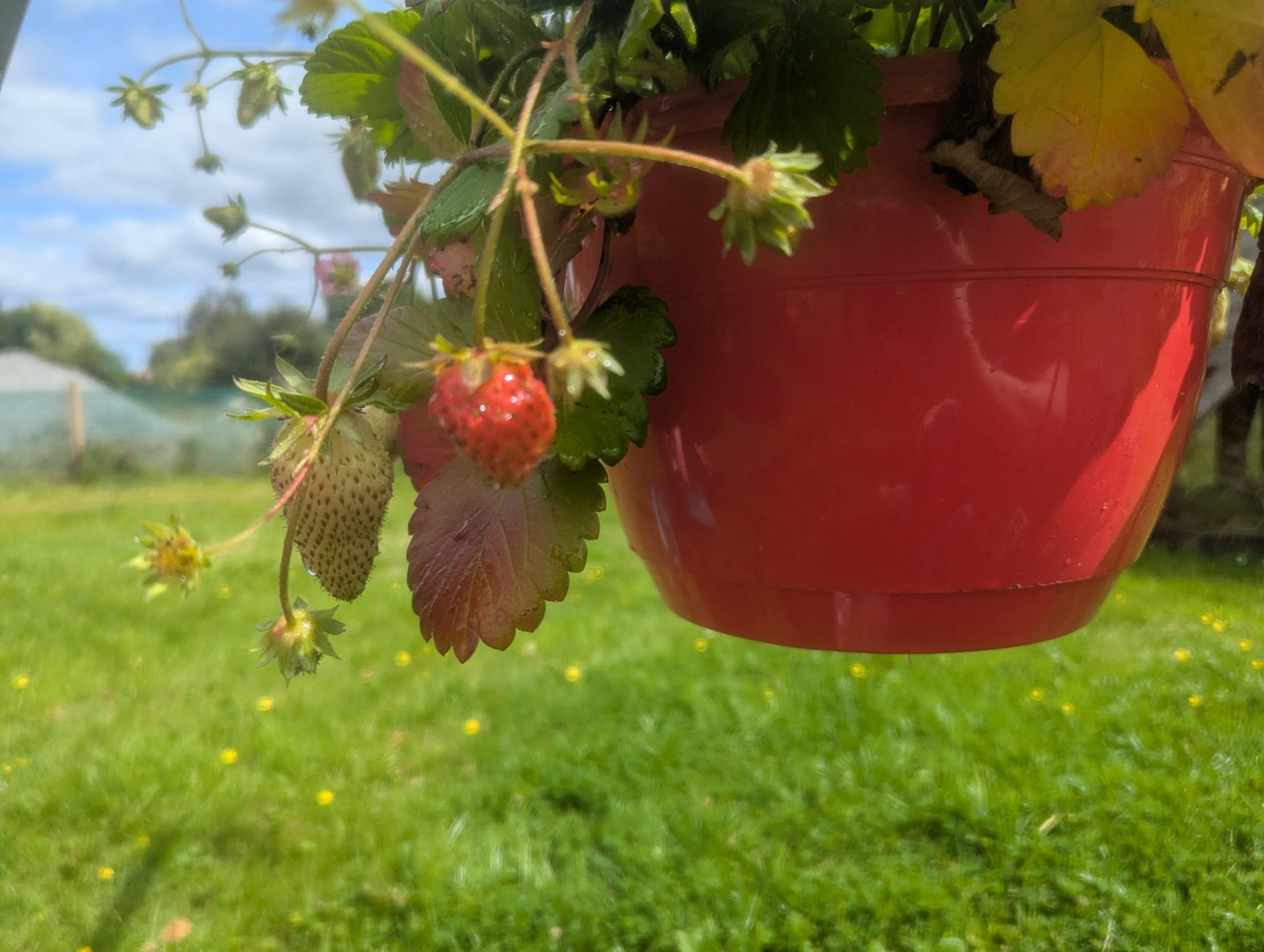 a very small strawberry growing on a plant