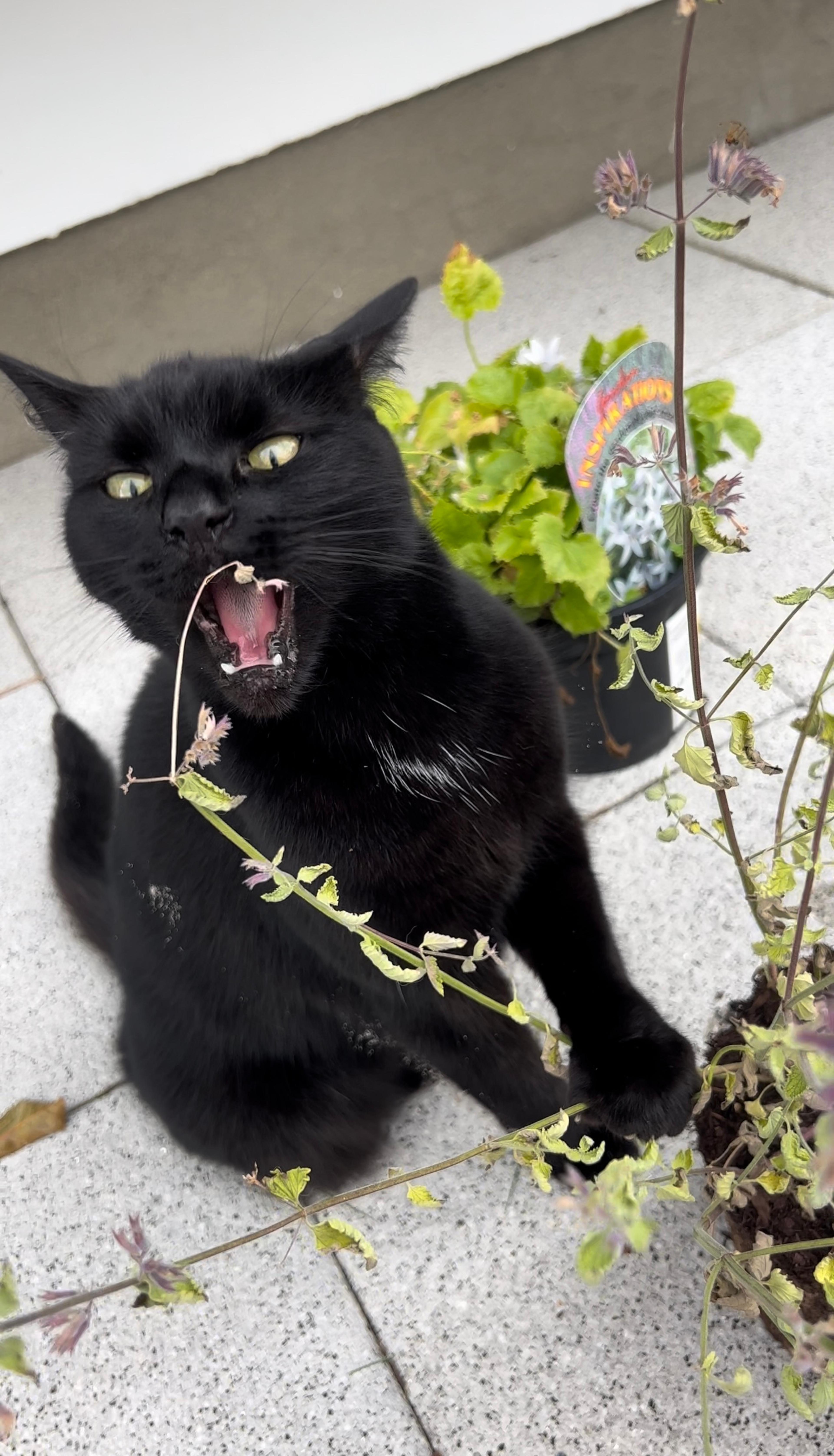 a cat eating some plants