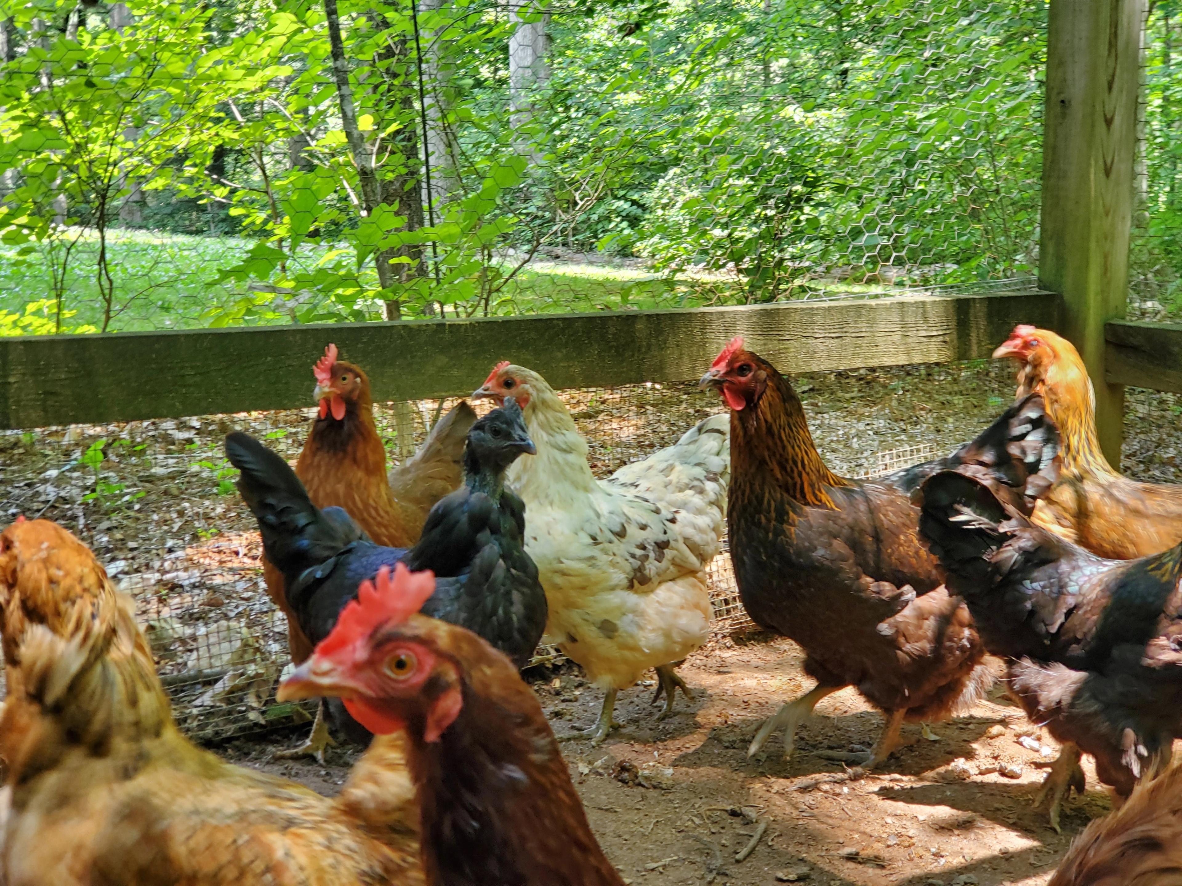 Bill's hens