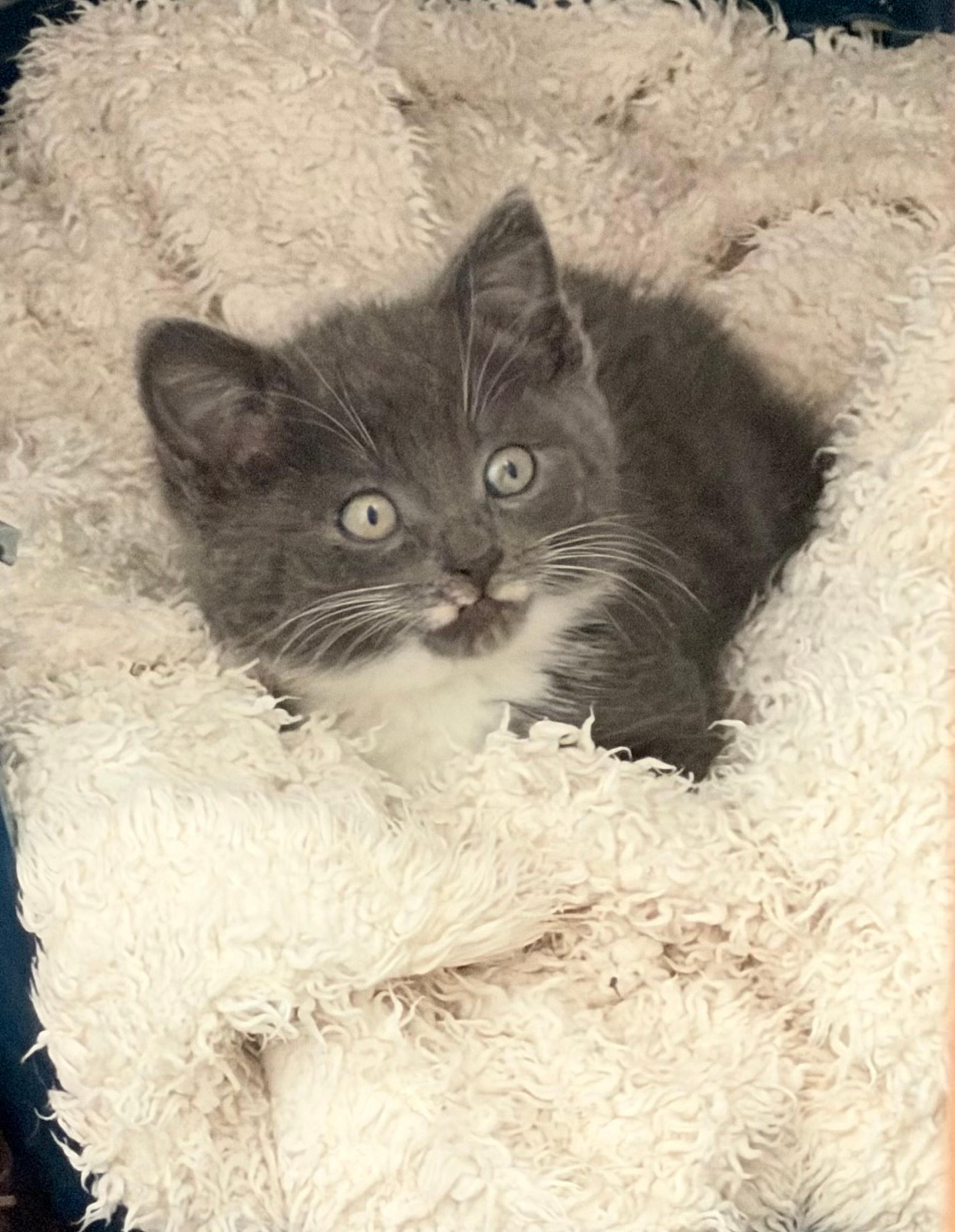 A kitten wrapped in a blanket