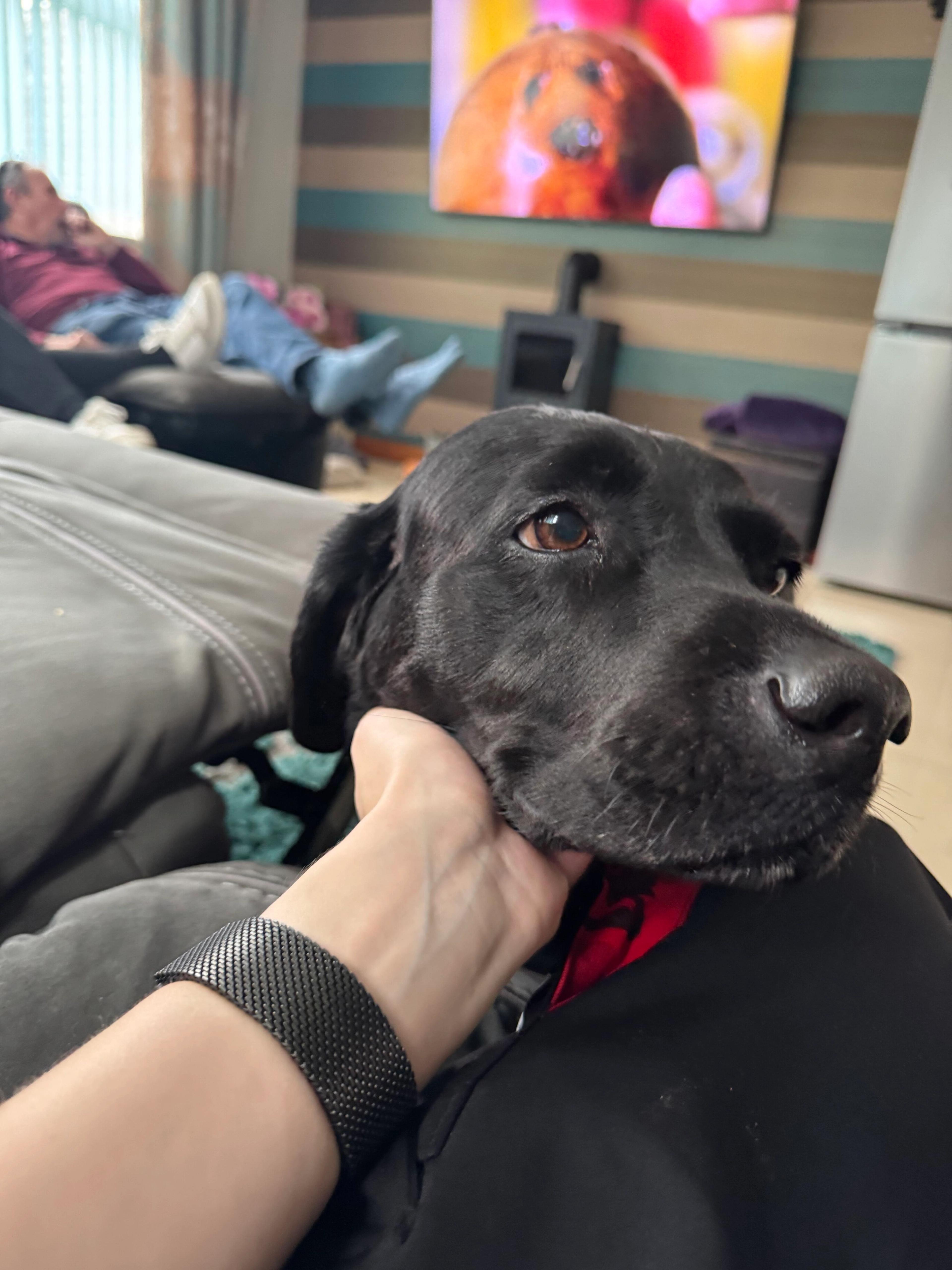A doggy