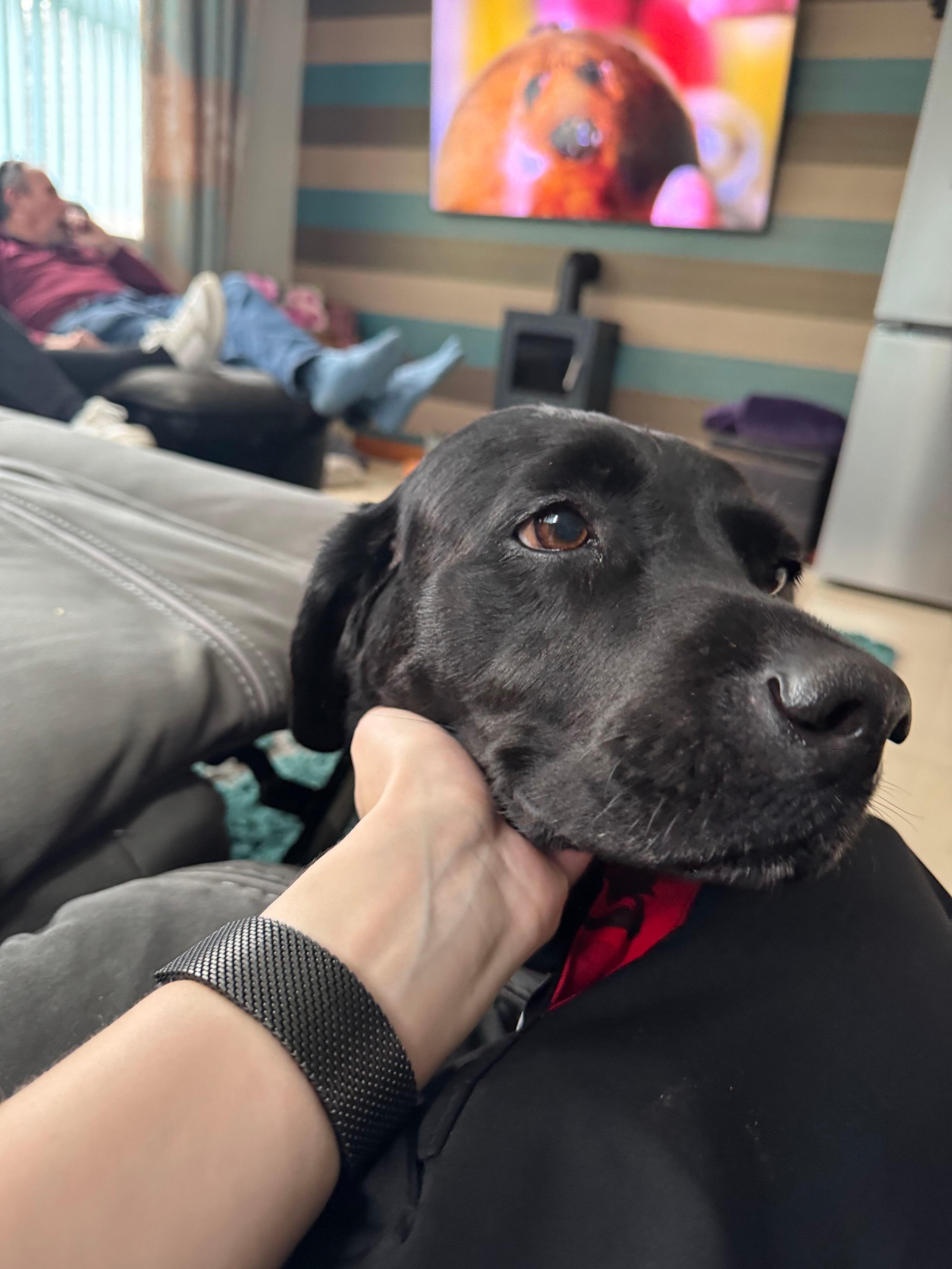 A doggy