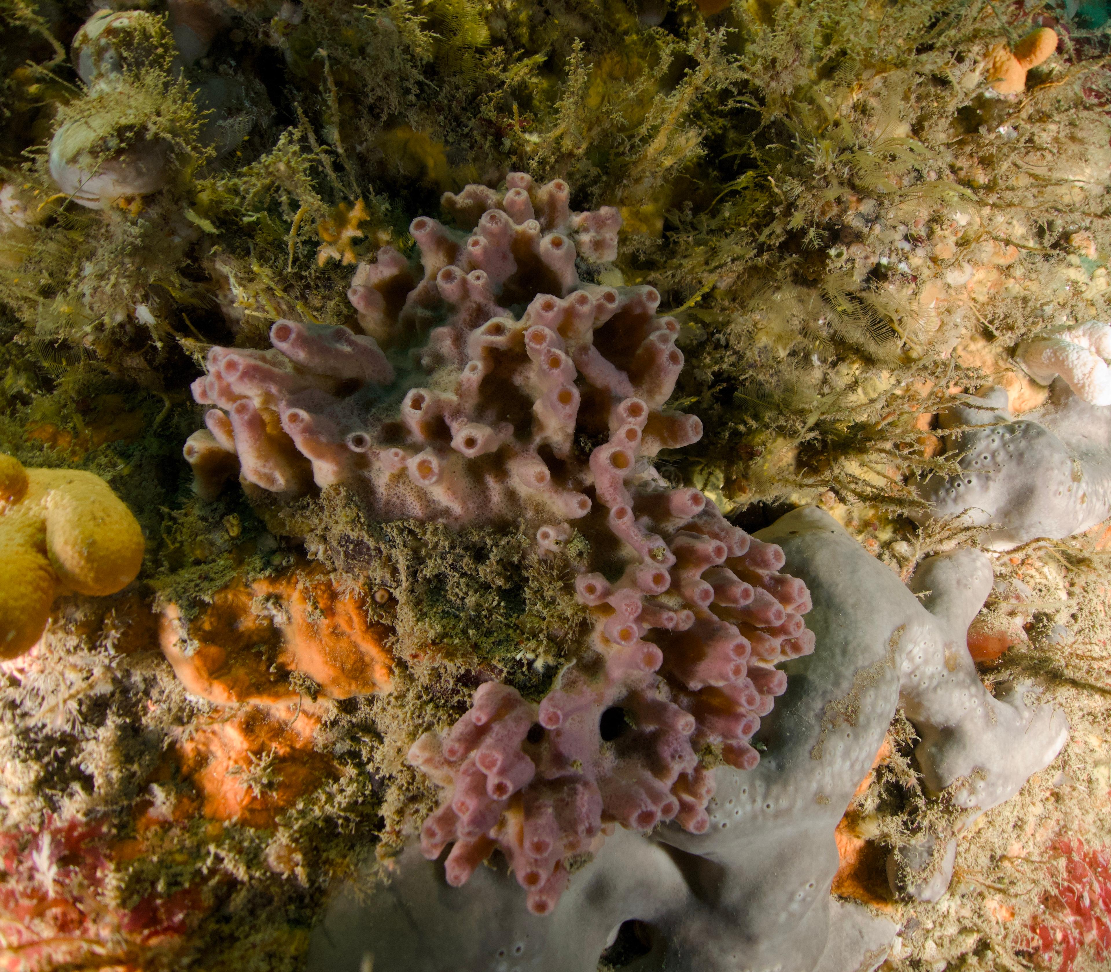 Image of a sea creature in cold Irish water