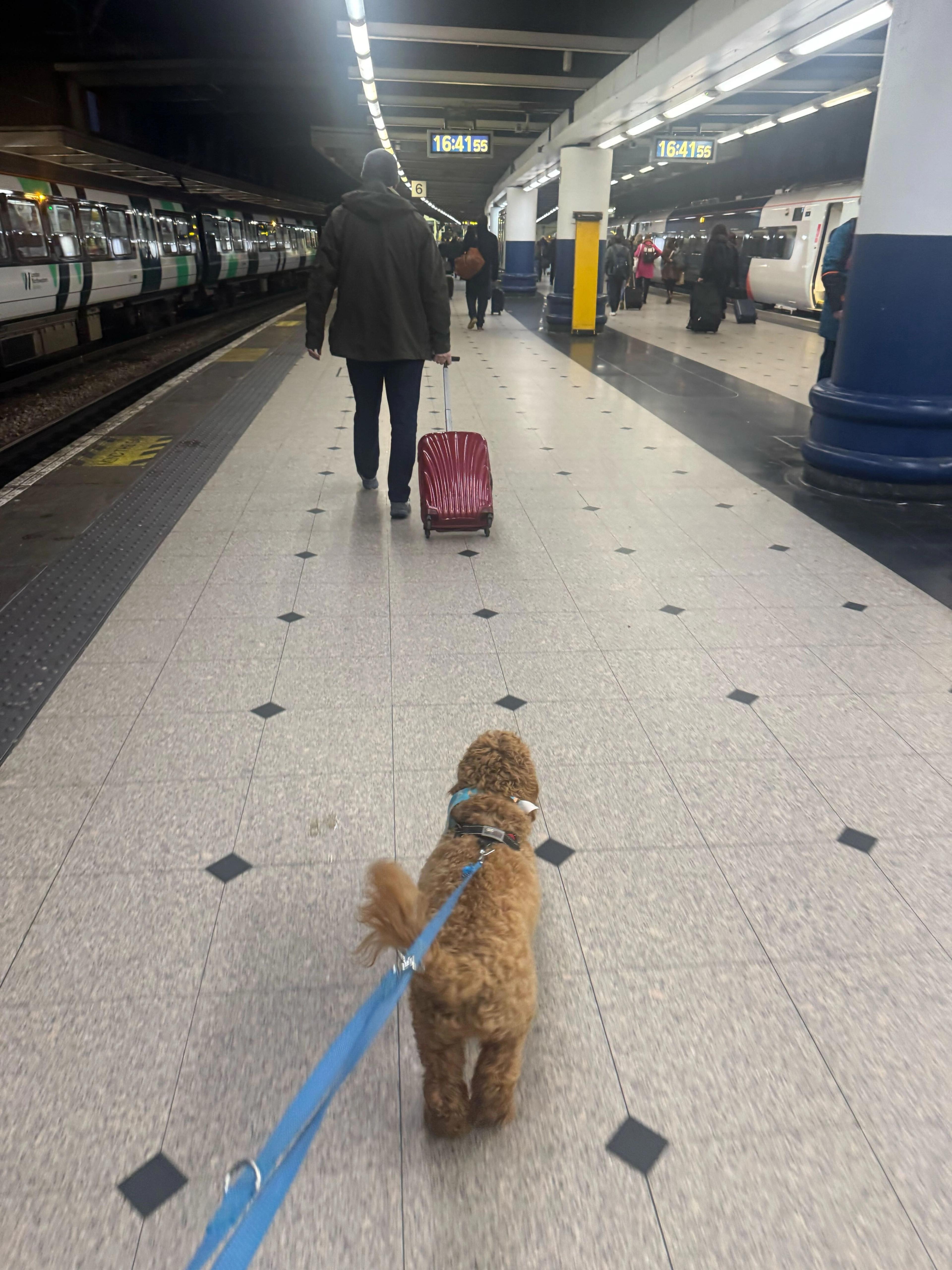 A dog walking in a train station