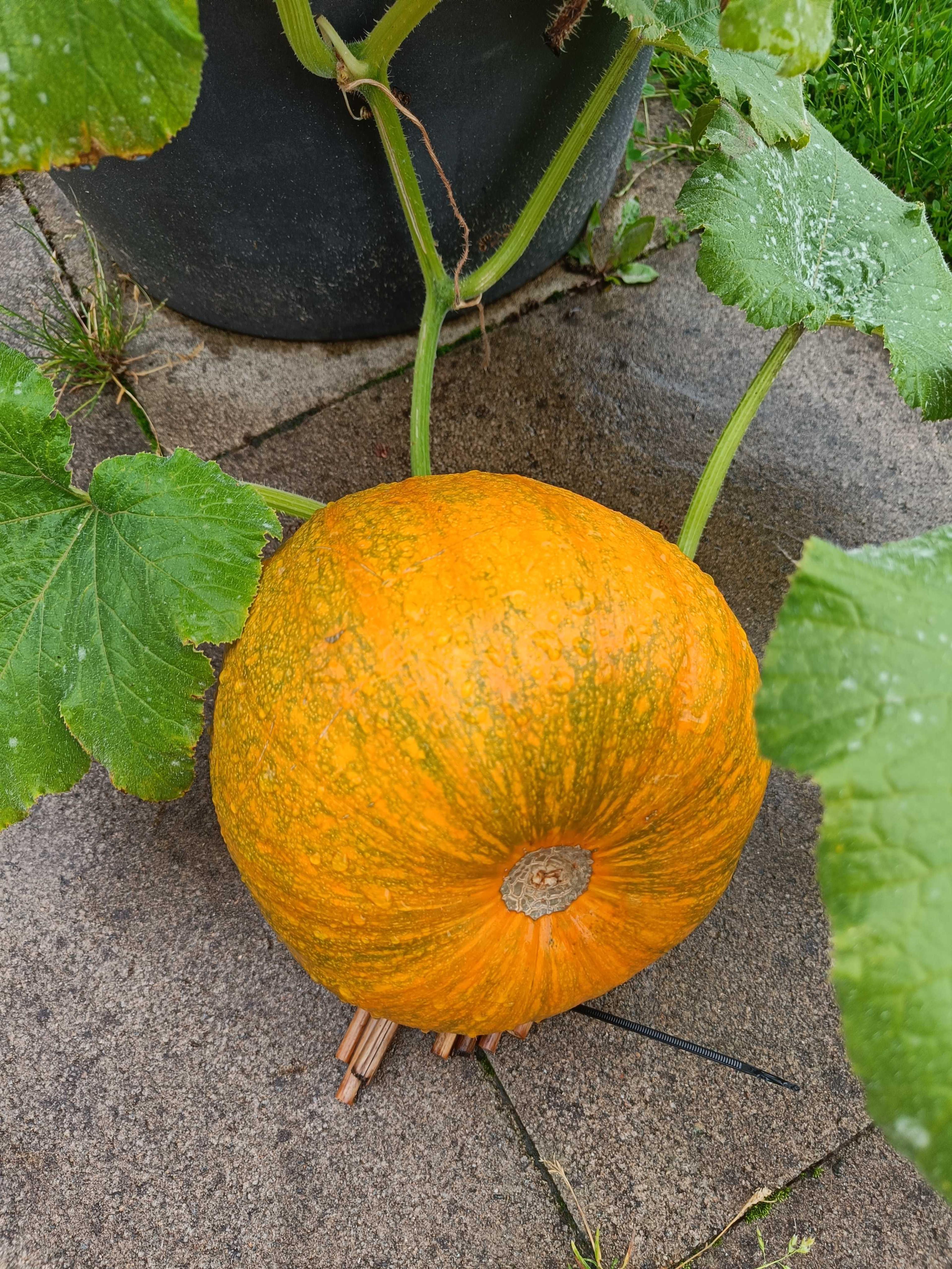 A pumpkin