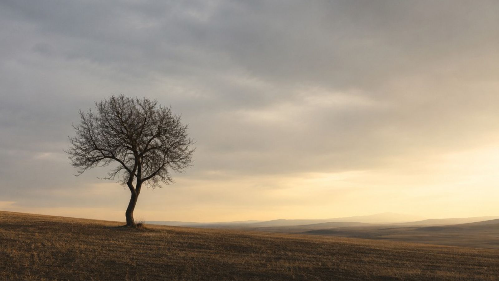 A solitary leafless tree in a vast dry field under a cloudy sky with soft golden light on the horizon