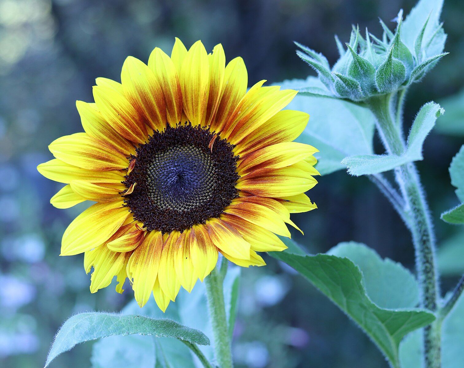 Fibonacci spiral in a the face of sunflowers