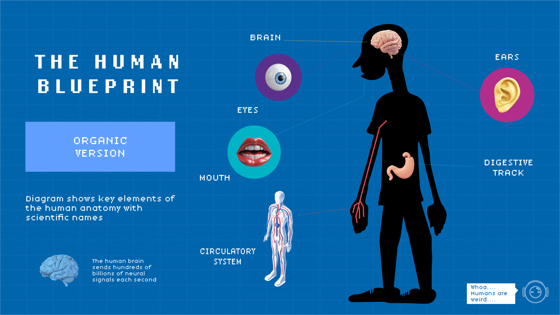 Visual diagram showing parallels between human anatomy and robot components