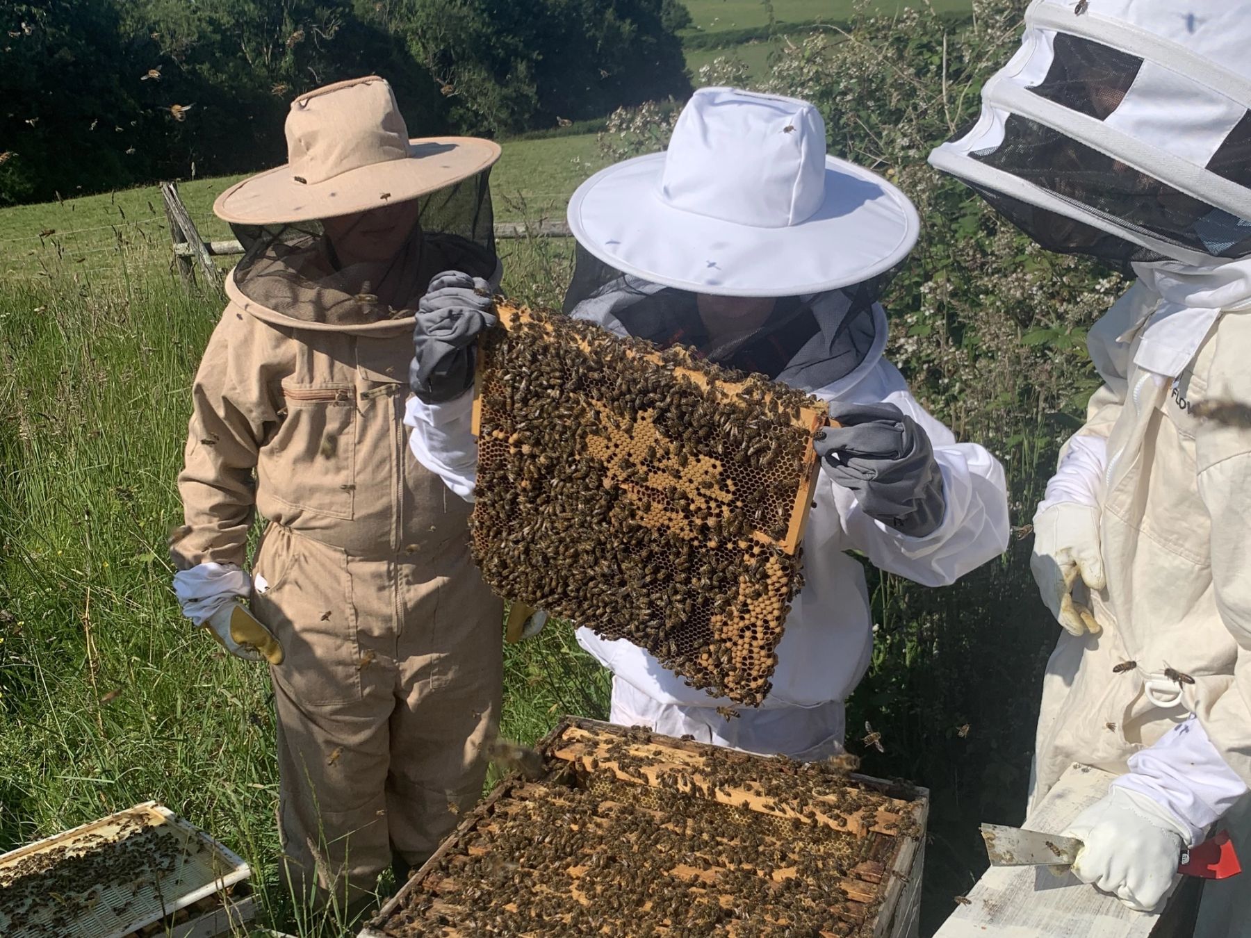 Bee Keeping - Mount Kelly School
