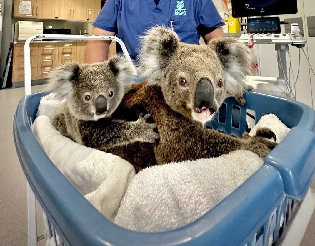 Image of two koalas